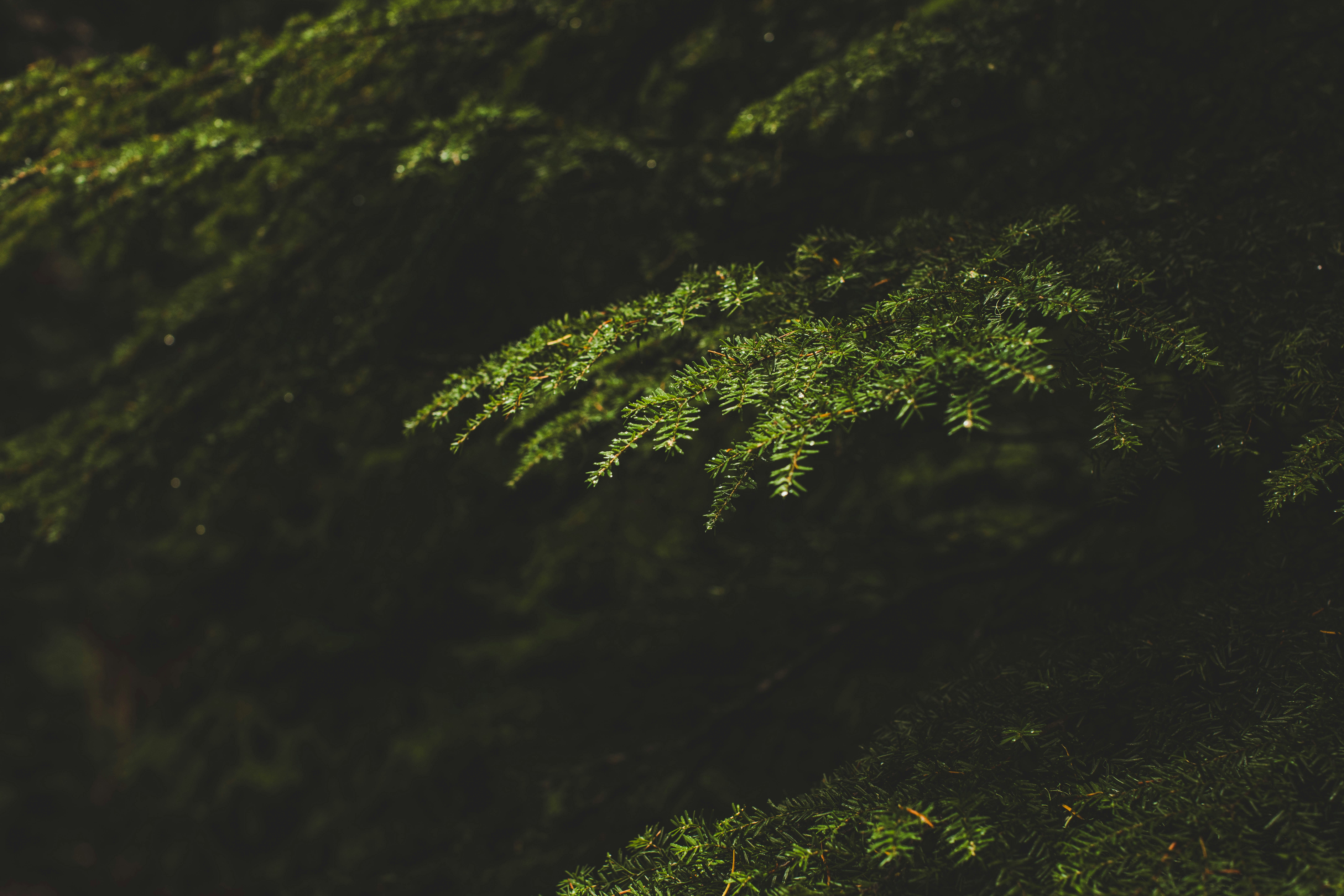 Close-up of green pine needles on a dark background