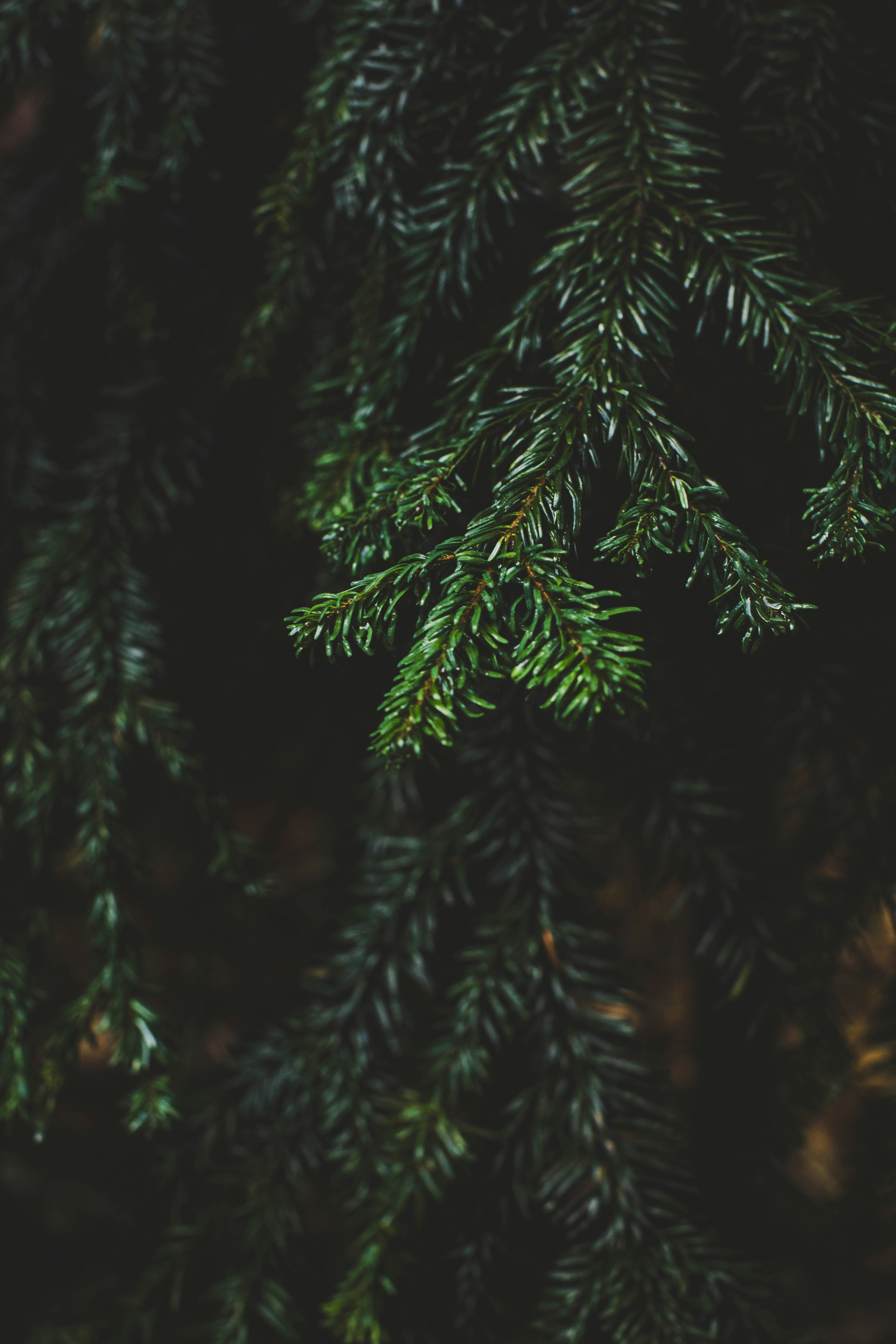 Close-up of dark green pine tree branches.
