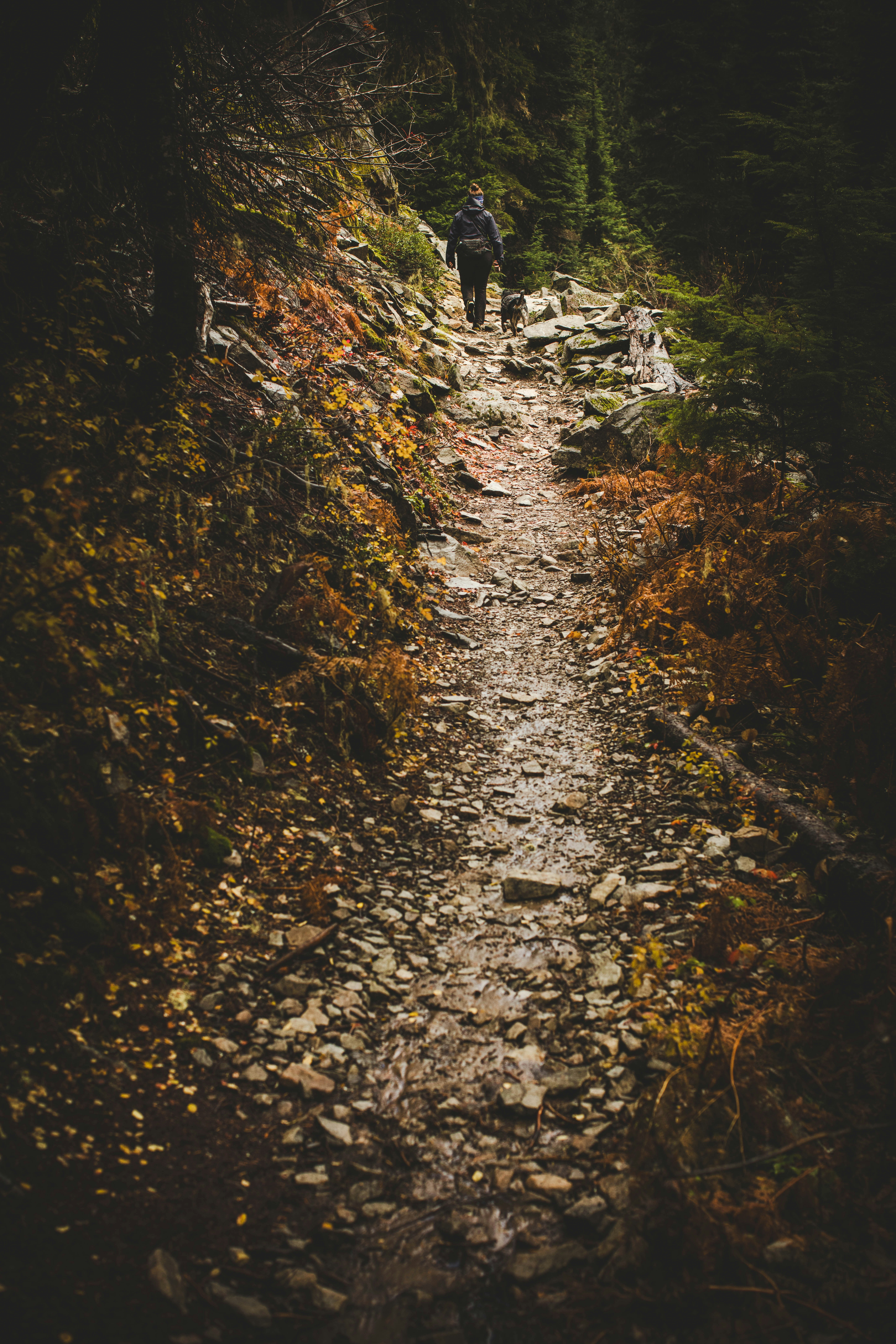 A lone hiker walks up a rocky forest trail