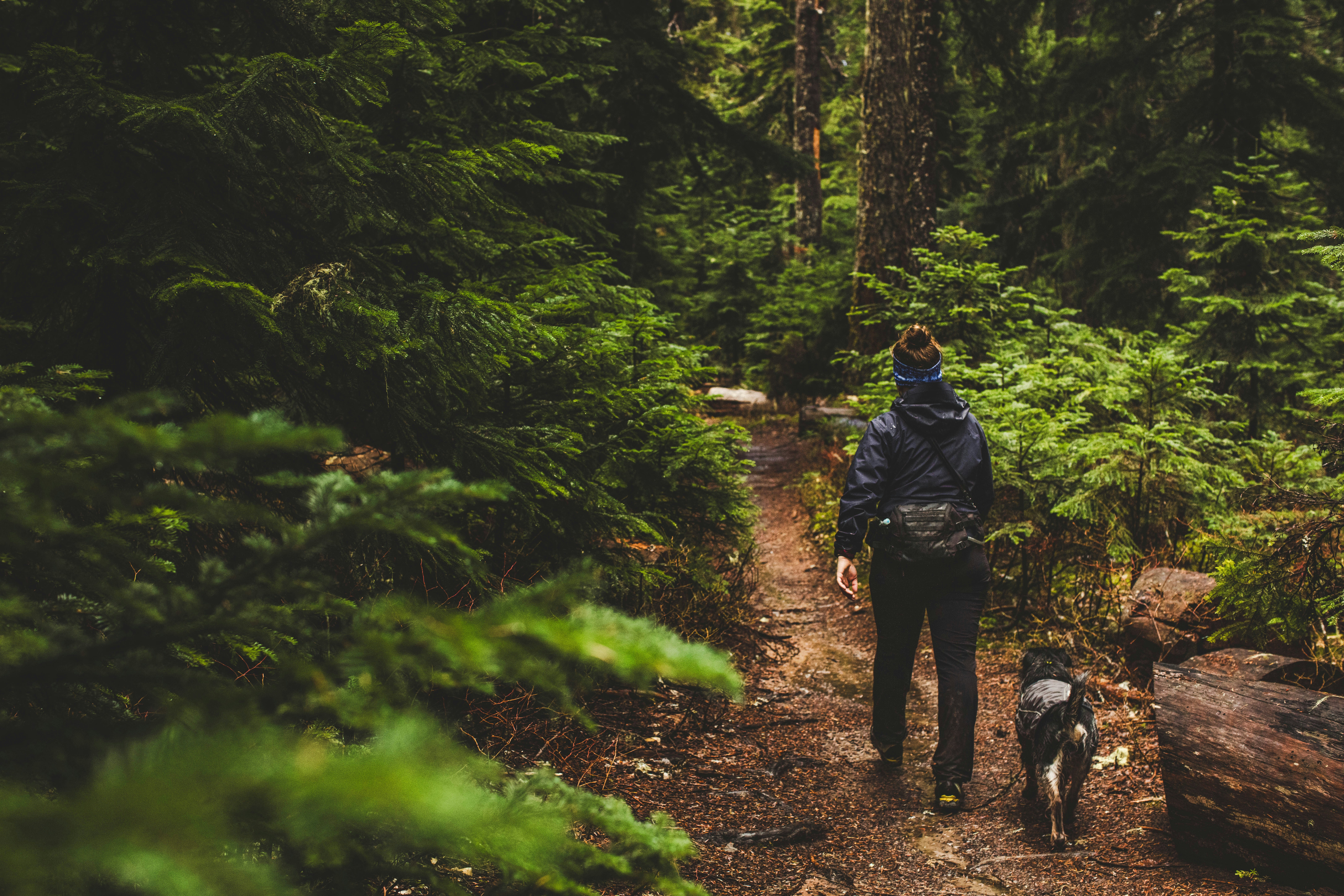 A person and dog walk on a forest path.