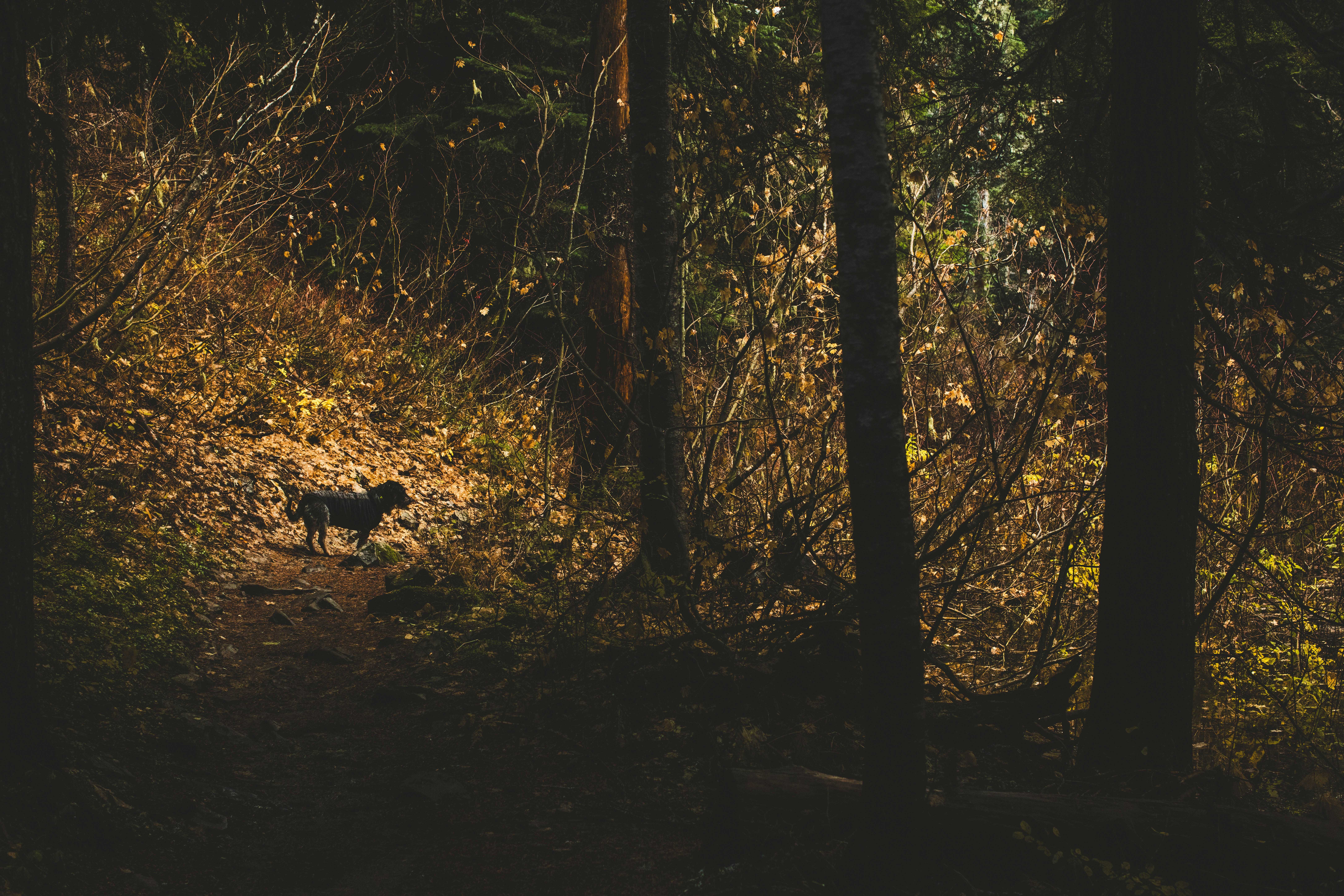 A small dog walks on a forest path.