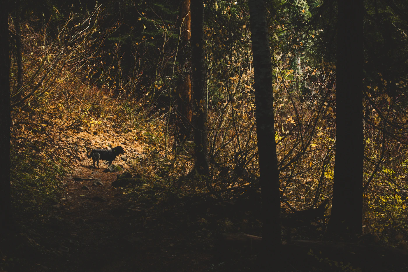 A small dog walking ahead on a leash along a leaf covered woodland trail in autumn Ontario light
