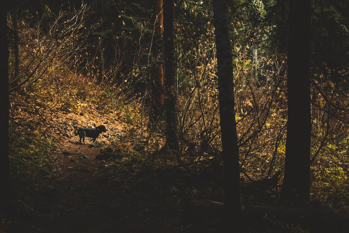 Dog standing on wooden walkway path