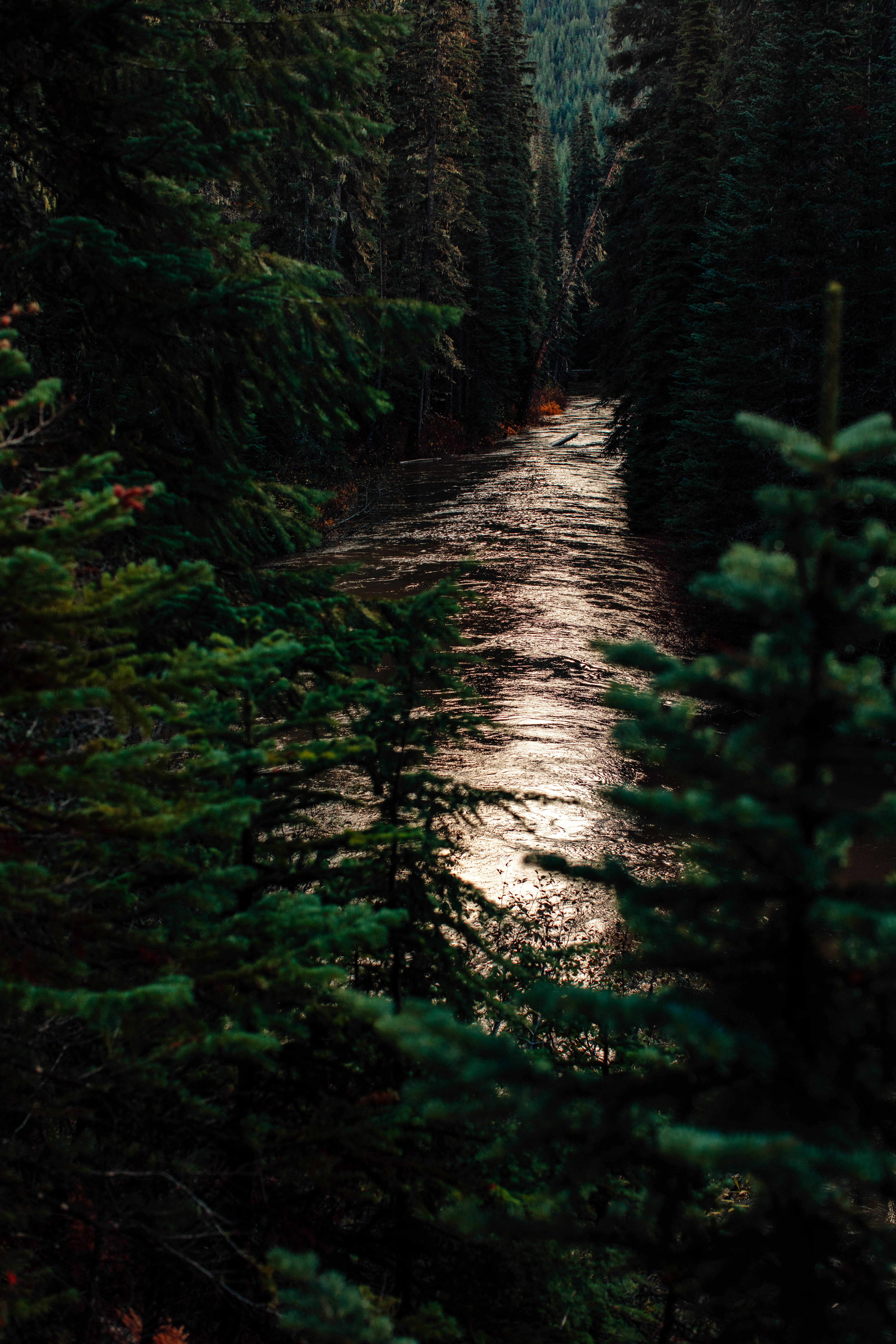 A river flows through a dense, dark forest.