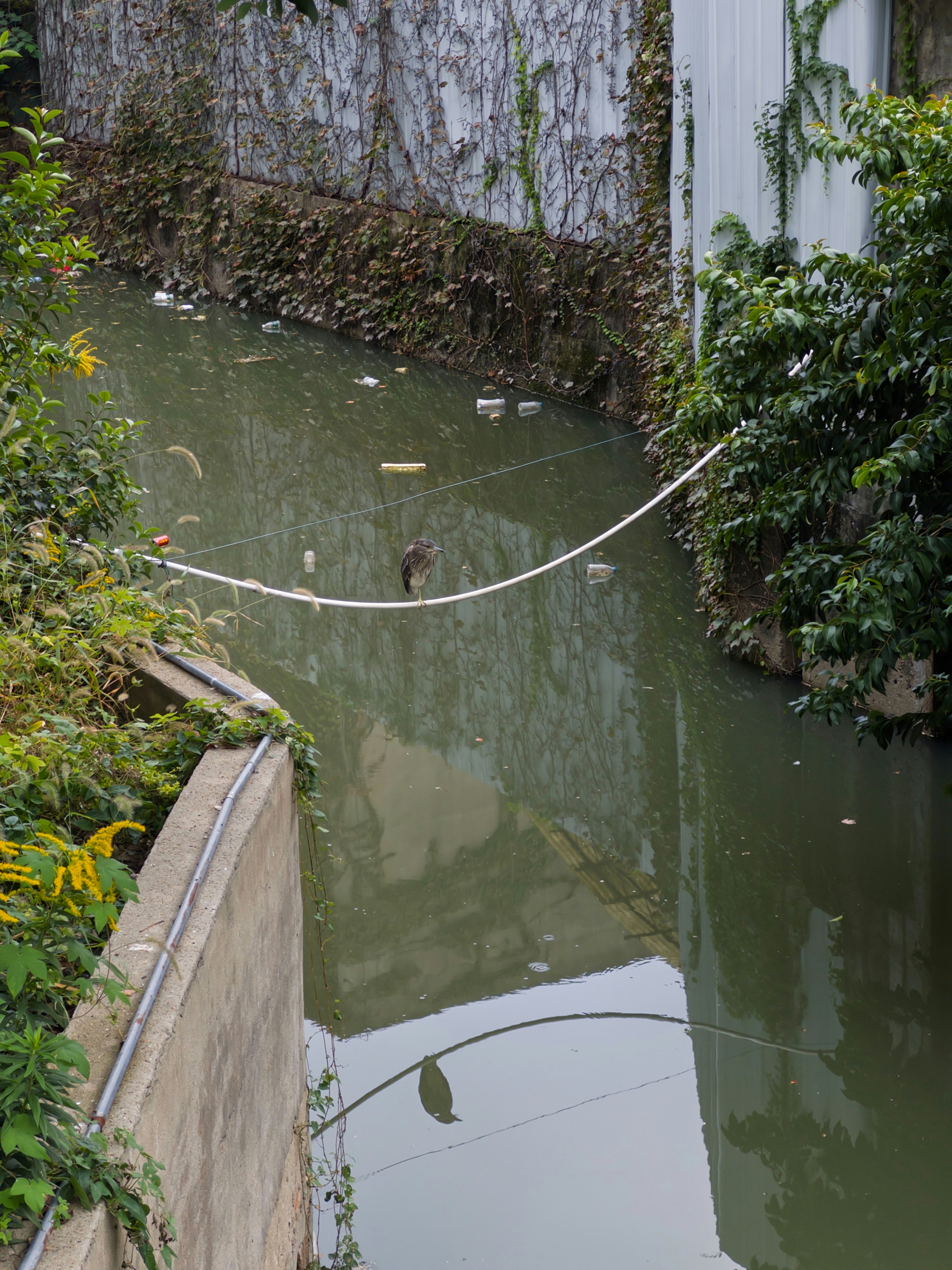 A narrow canal with debris and overgrown vegetation.