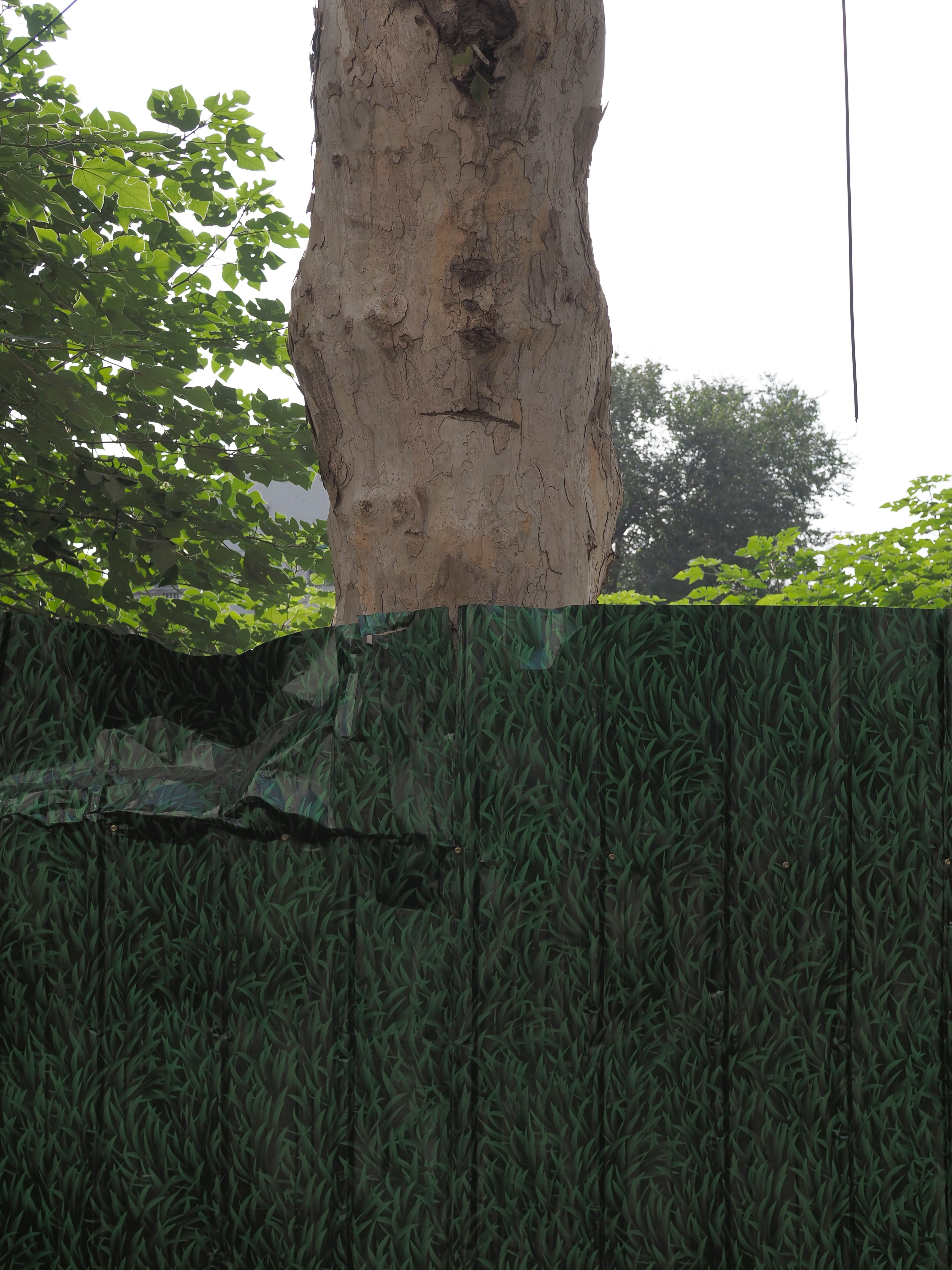 A bare tree trunk behind a green fence