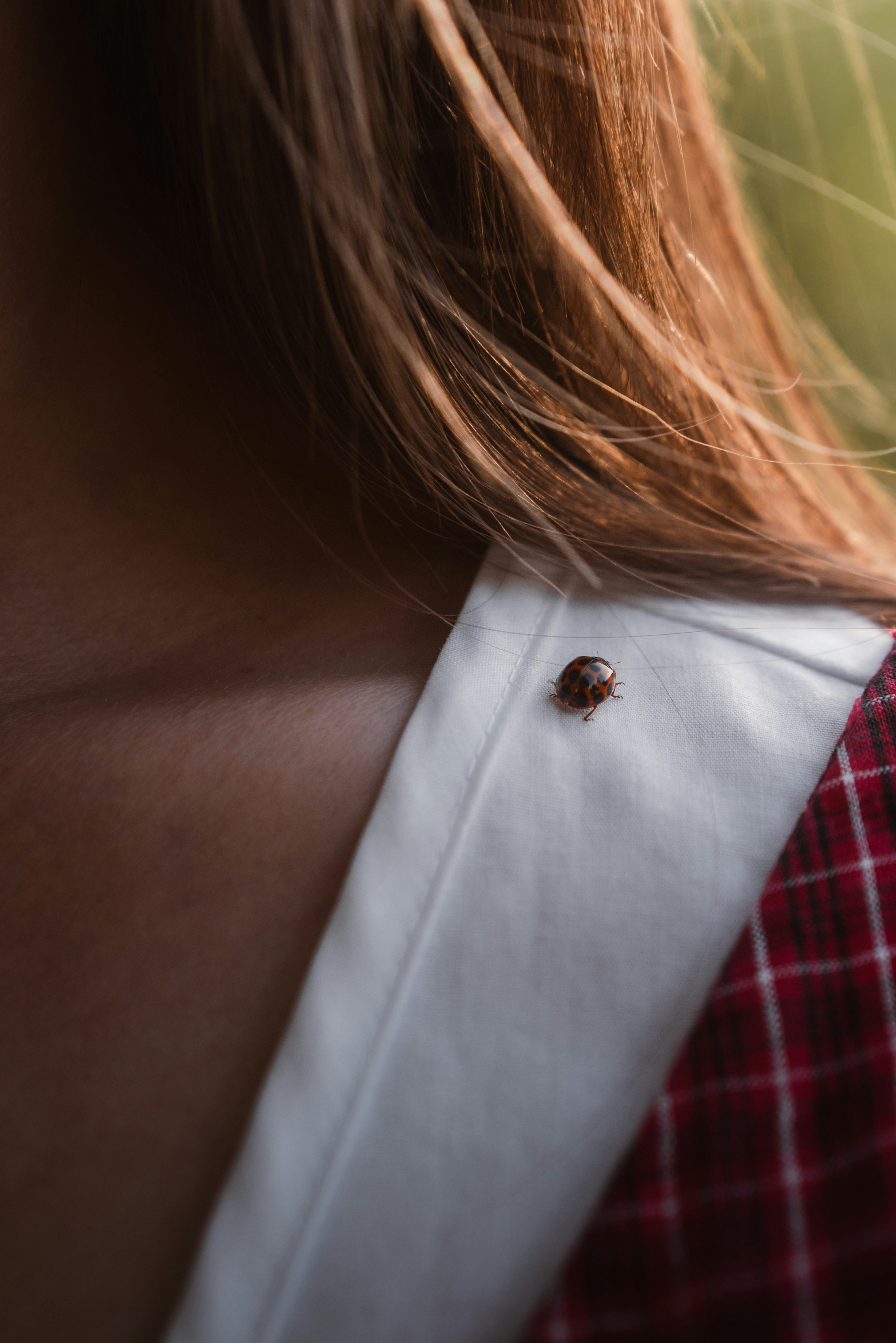 Ladybug on white collar of red plaid shirt