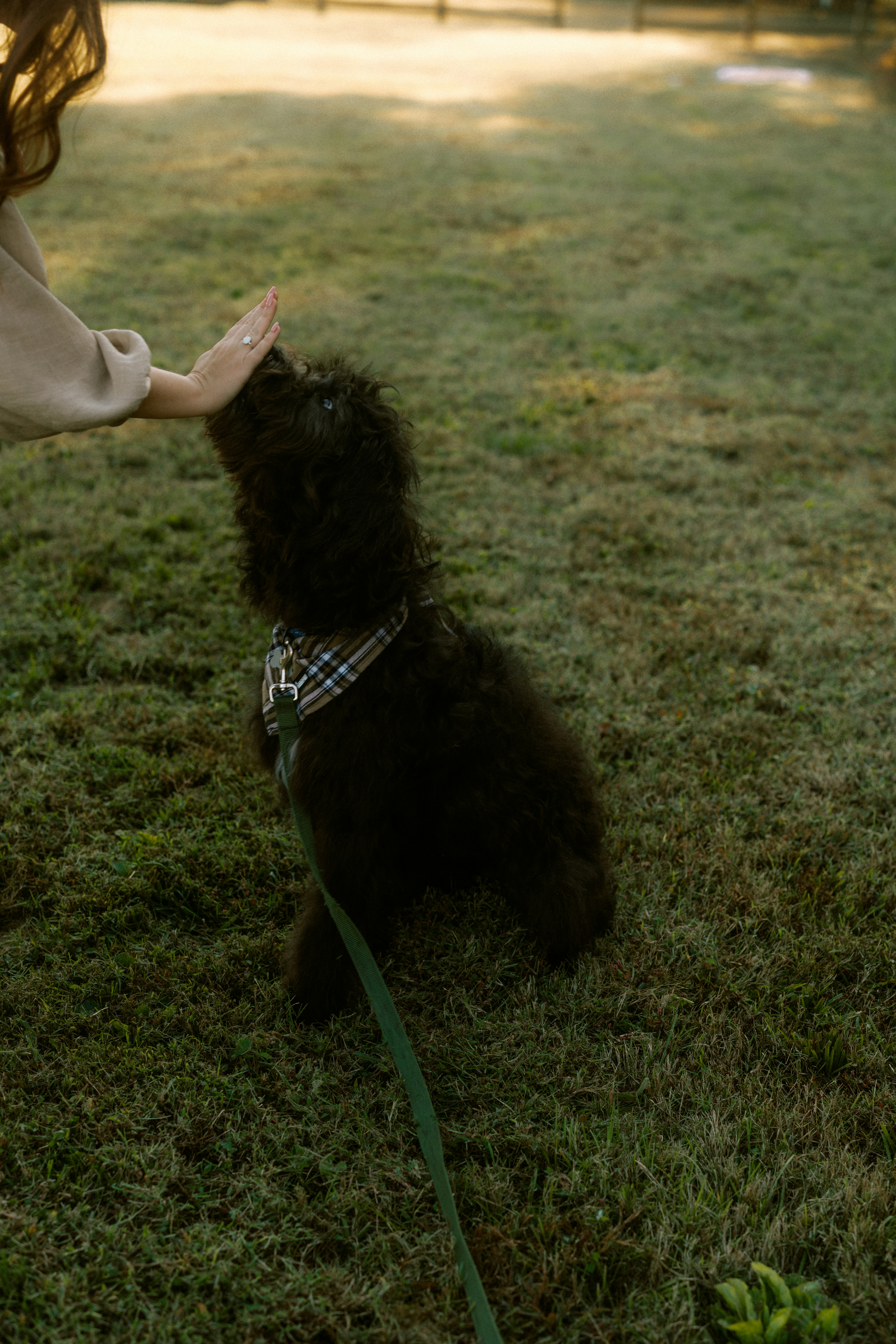 A small black poodle is being petted by a person.