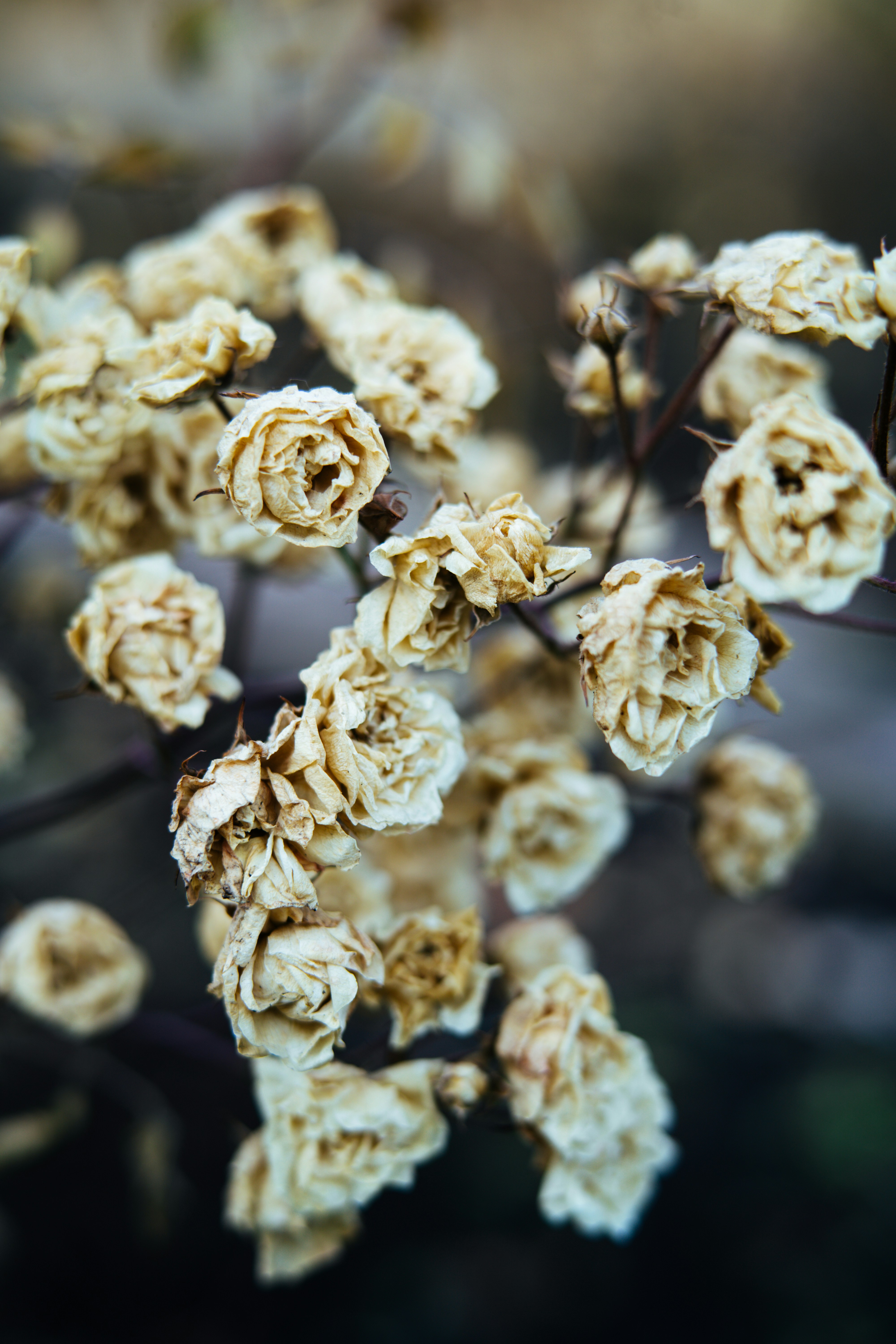 Rose bianche essiccate su sfondo scuro