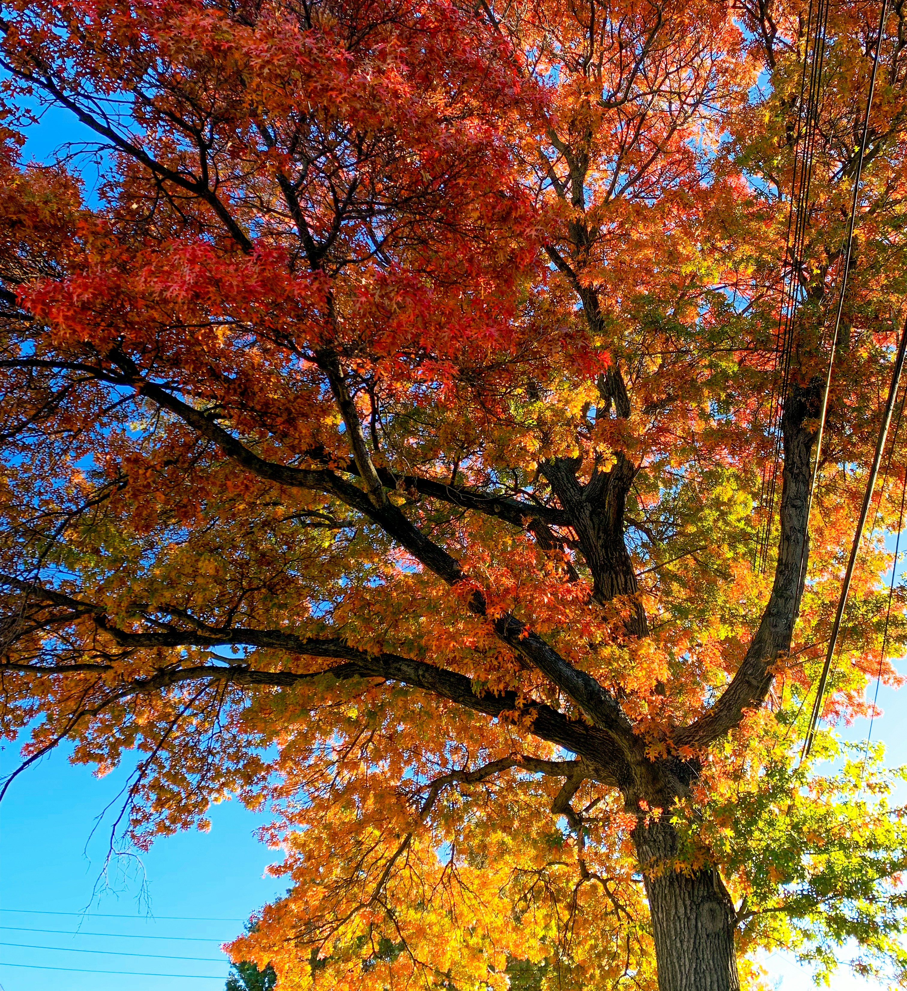 Photo by brainrottin_muhit