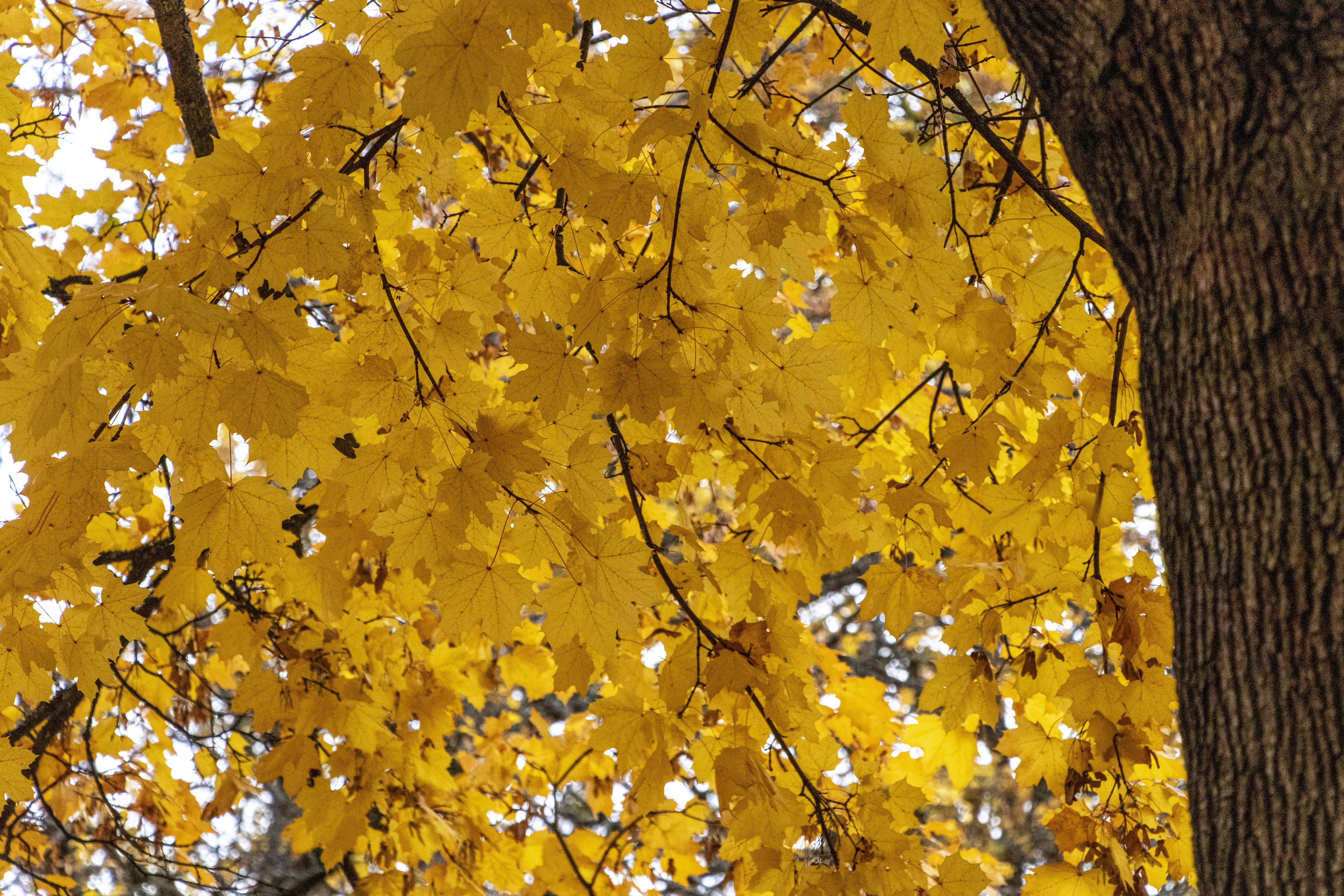 Photo by davidmcguire