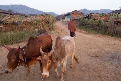 Indian cattle in village