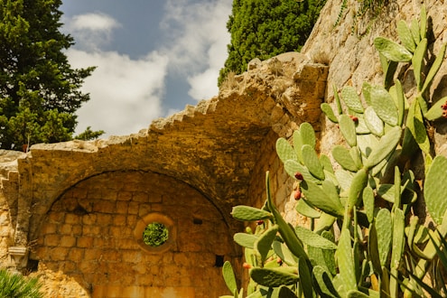 Ancient stone ruins with cactus and trees