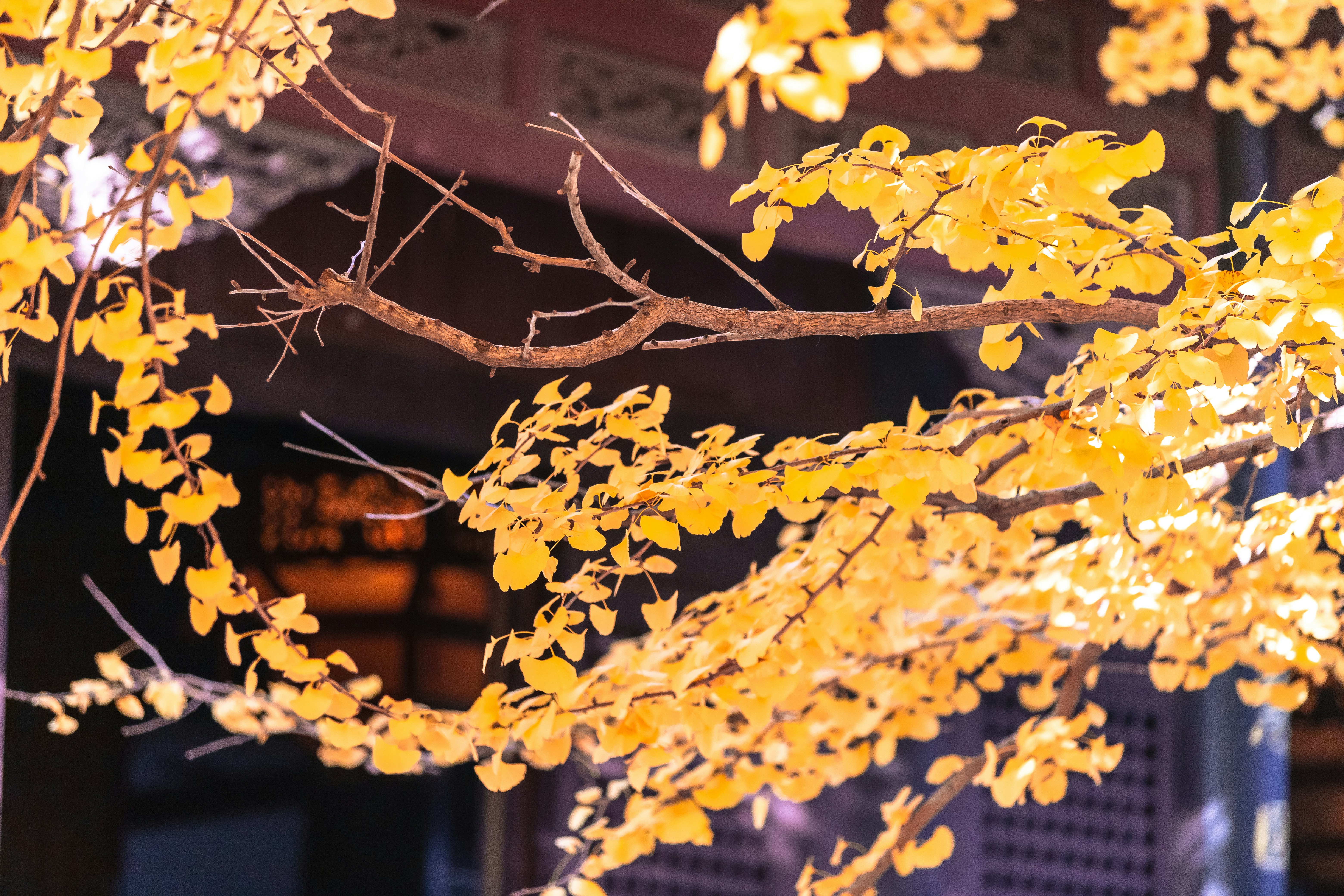 秋の枝に黄色いイチョウの葉。