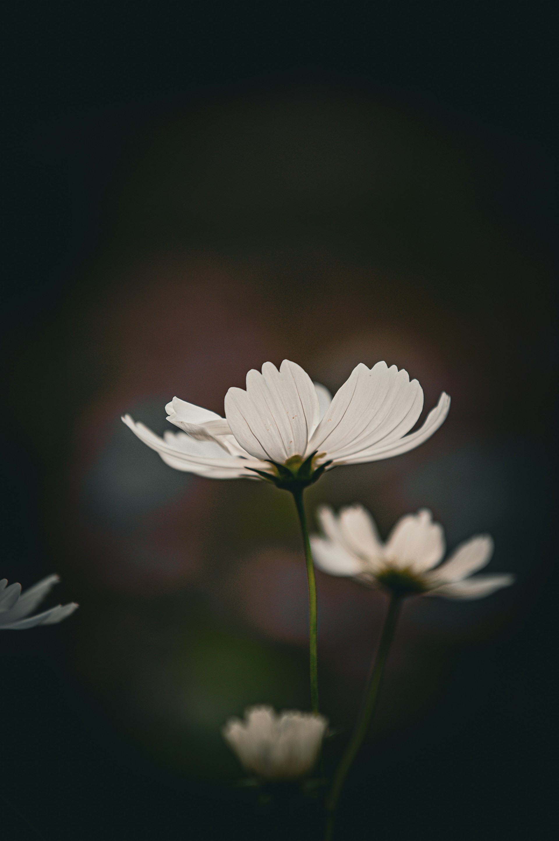 Delicate white cosmos flowers bloom against dark background.