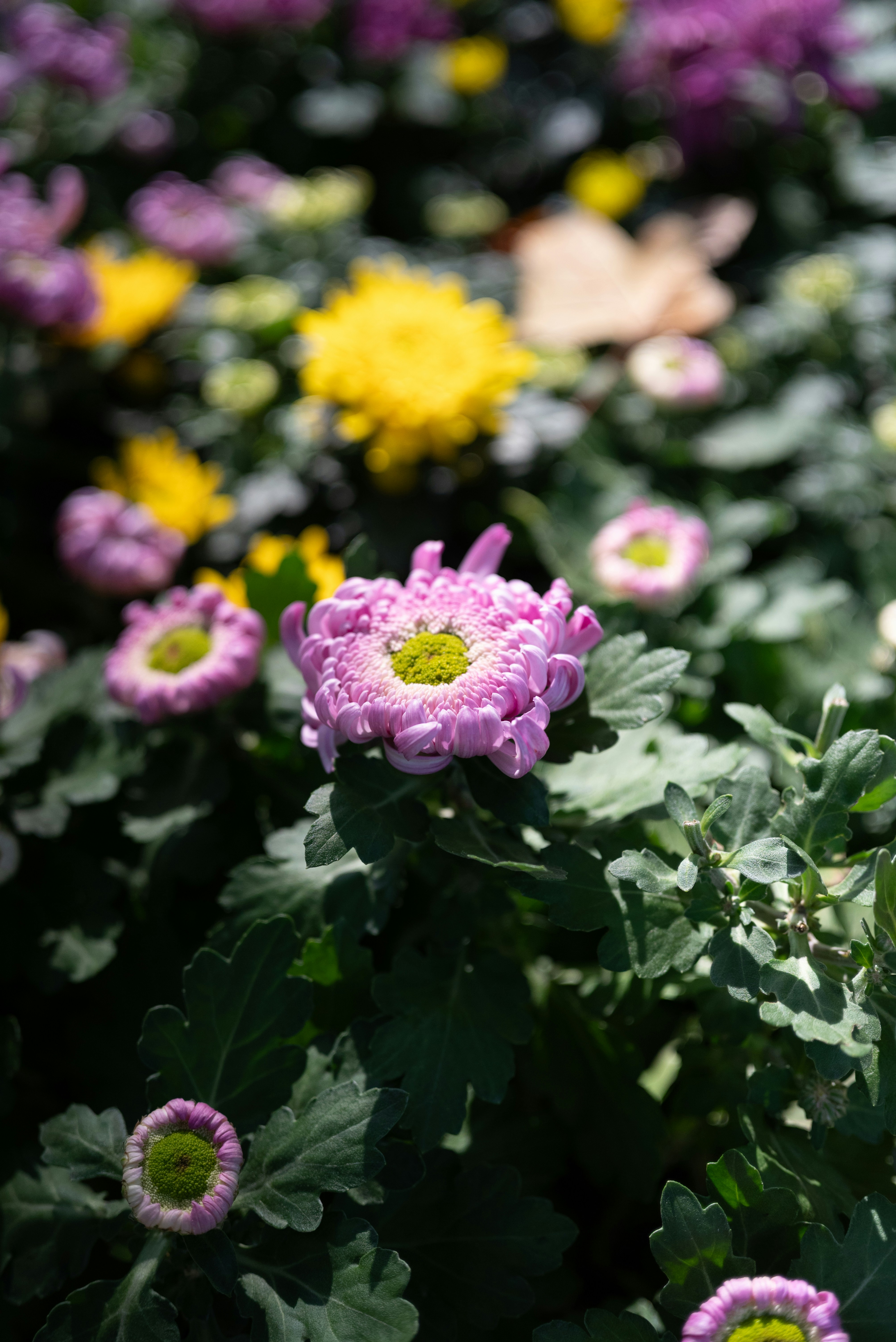 Crisantemos morados y amarillos floreciendo en un jardín.