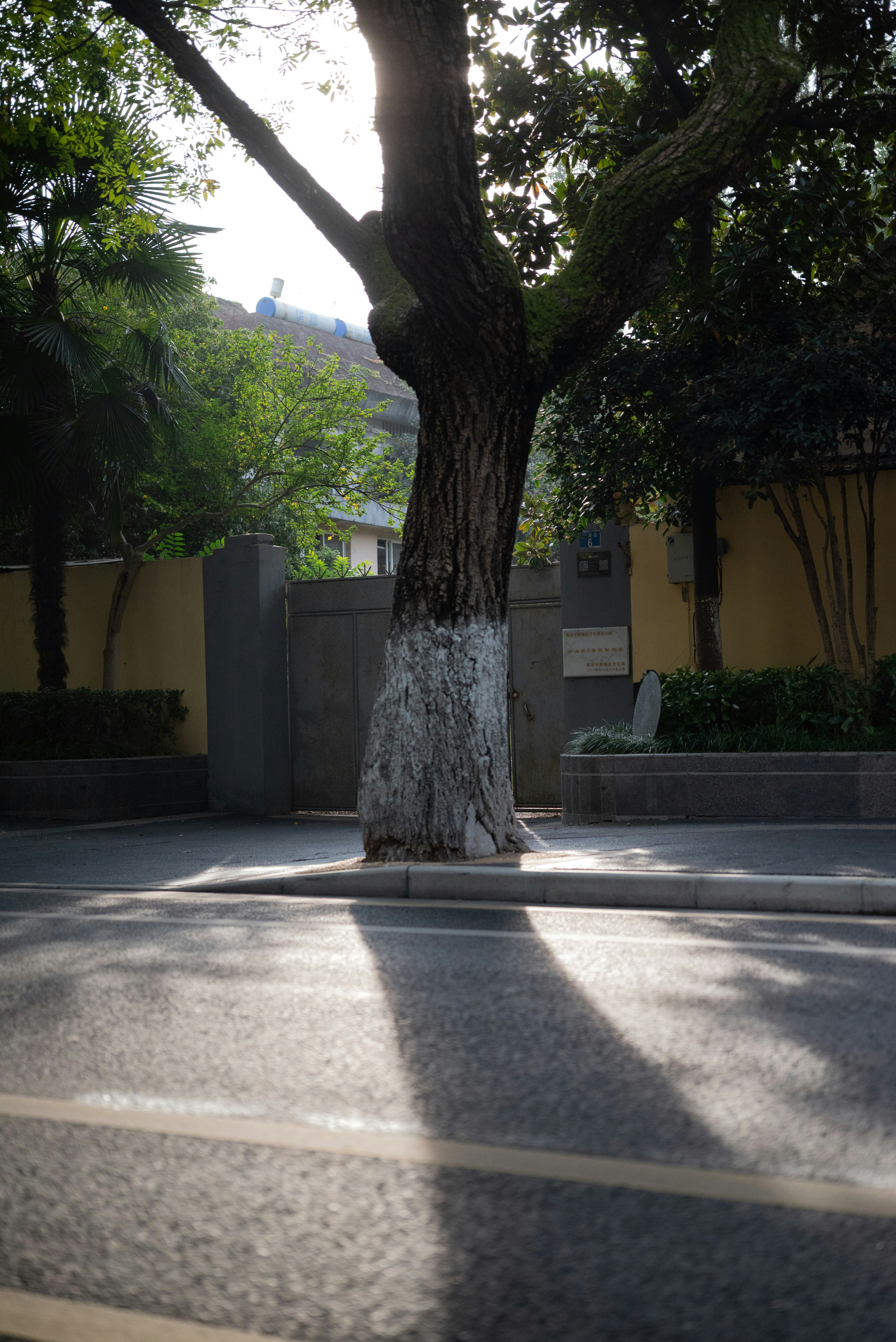 Tronco de árbol con pintura blanca y sombras sobre asfalto.