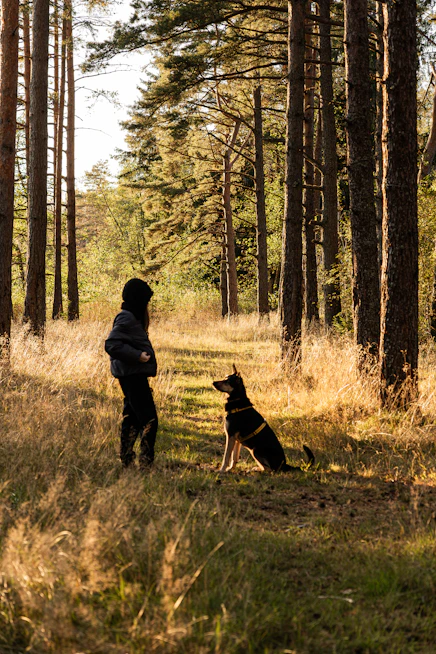 Person and dog in a sunlit forest path.