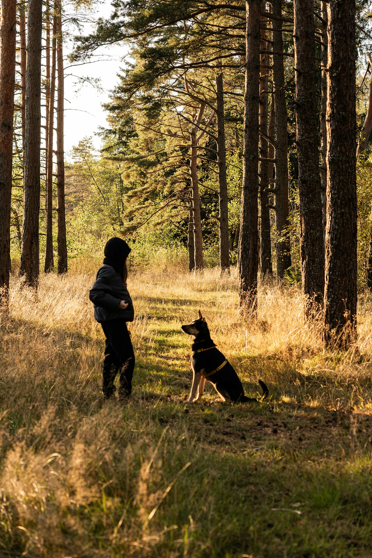 Promenade en forêt avec un chien, alternative à la pension - Guardiens