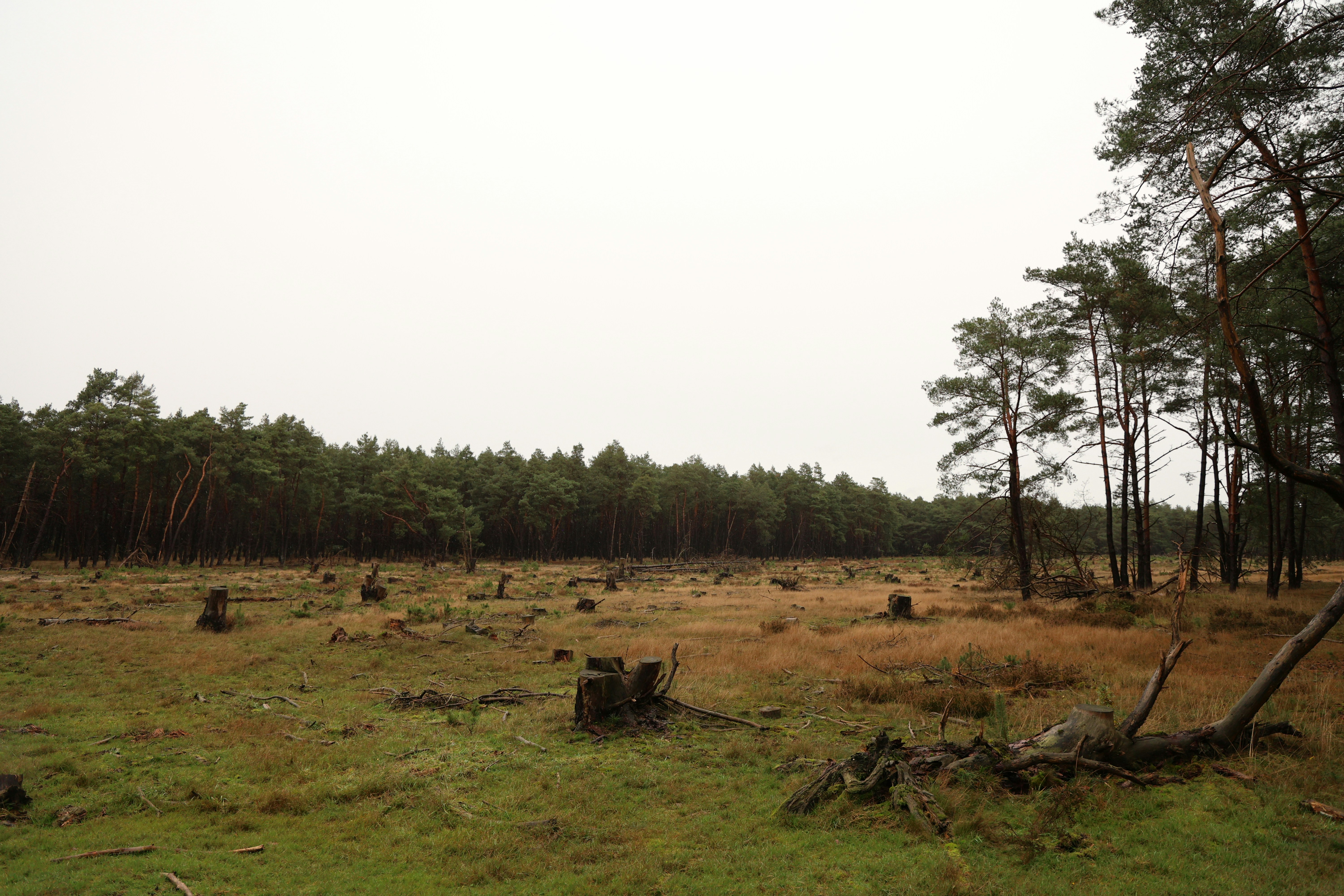 Deforested area with tree stumps and a distant forest.