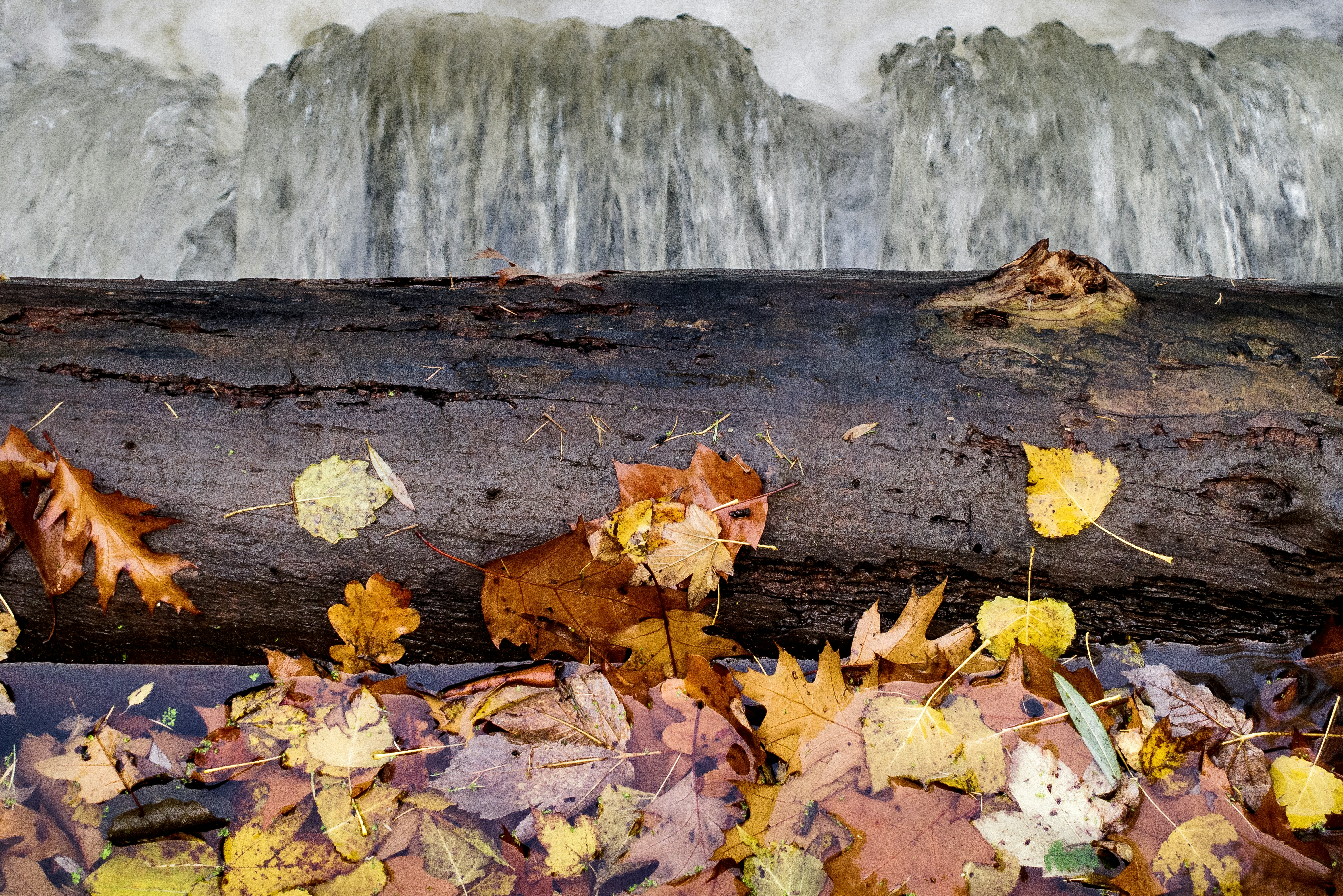 Autumn leaves on a wooden surface with flowing water.
