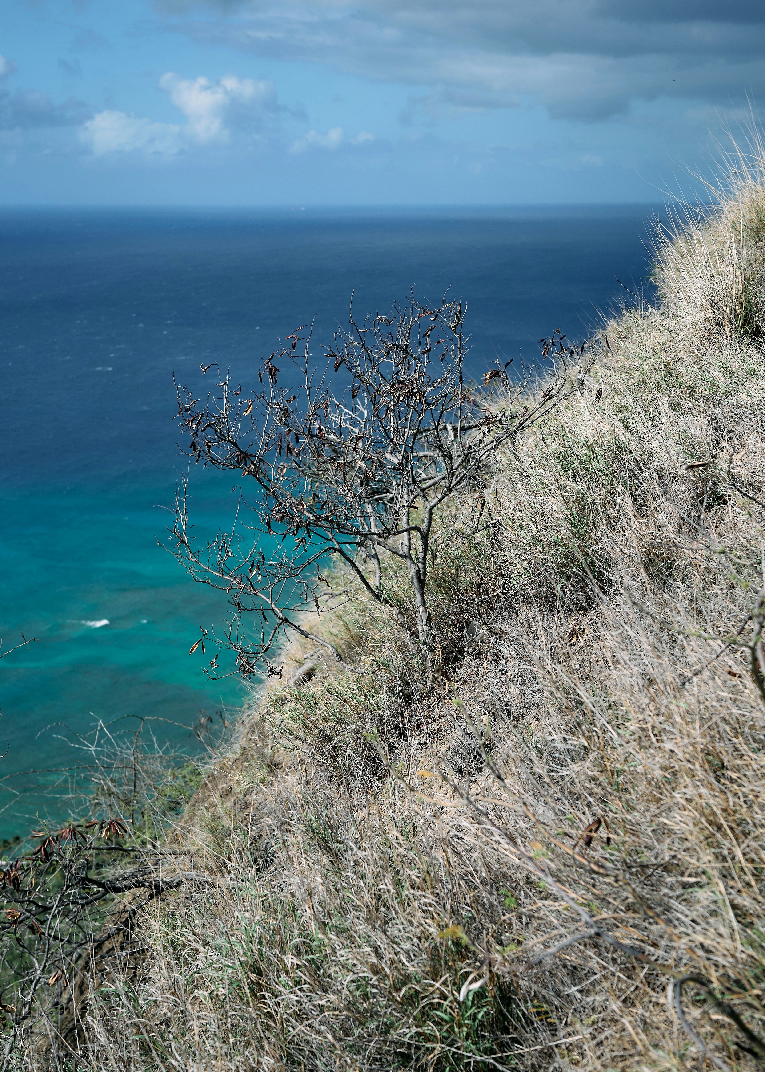 Dry grass on cliff overlooking blue ocean