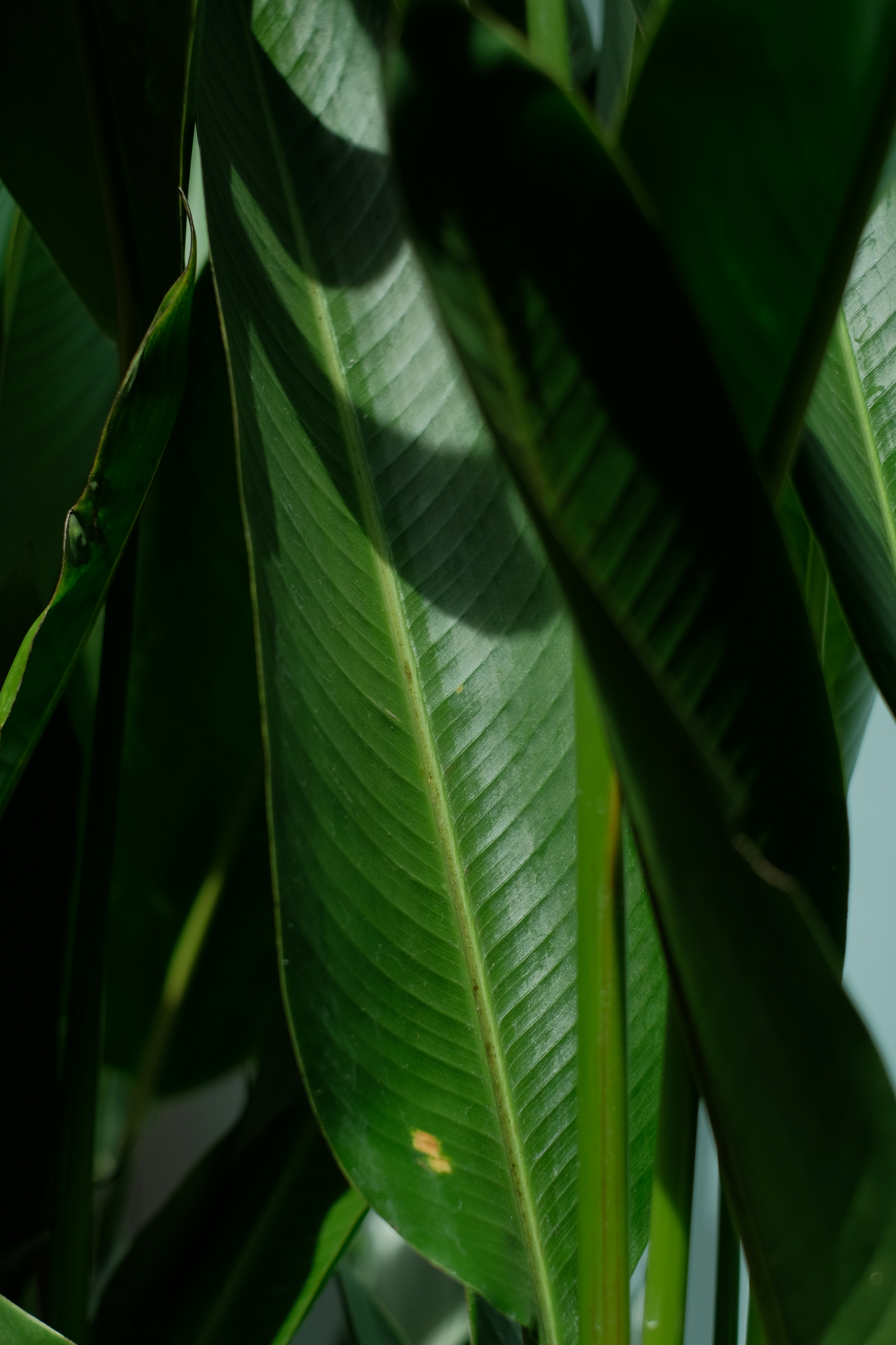 Photo by nguyentrungnguyen