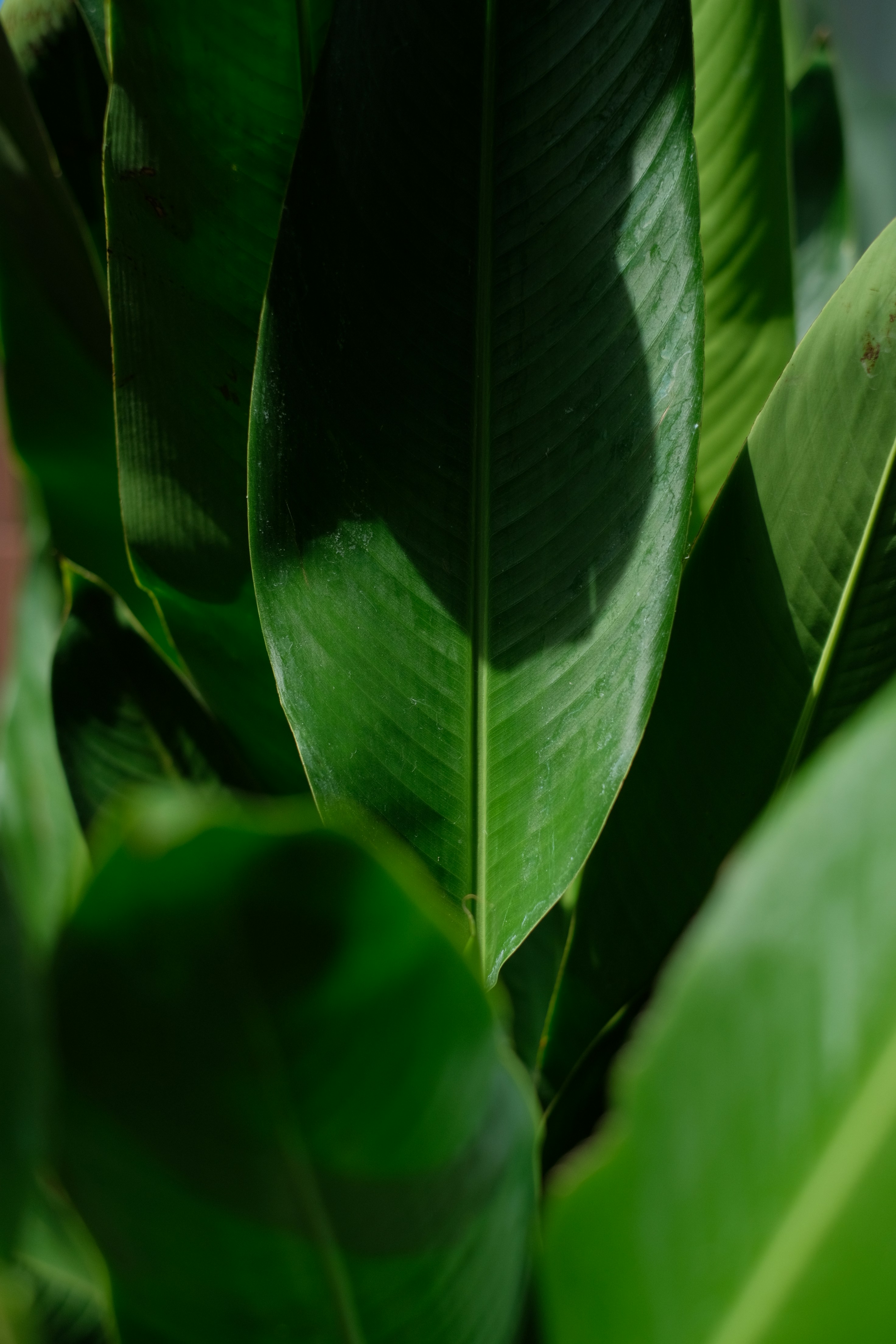 Photo by nguyentrungnguyen