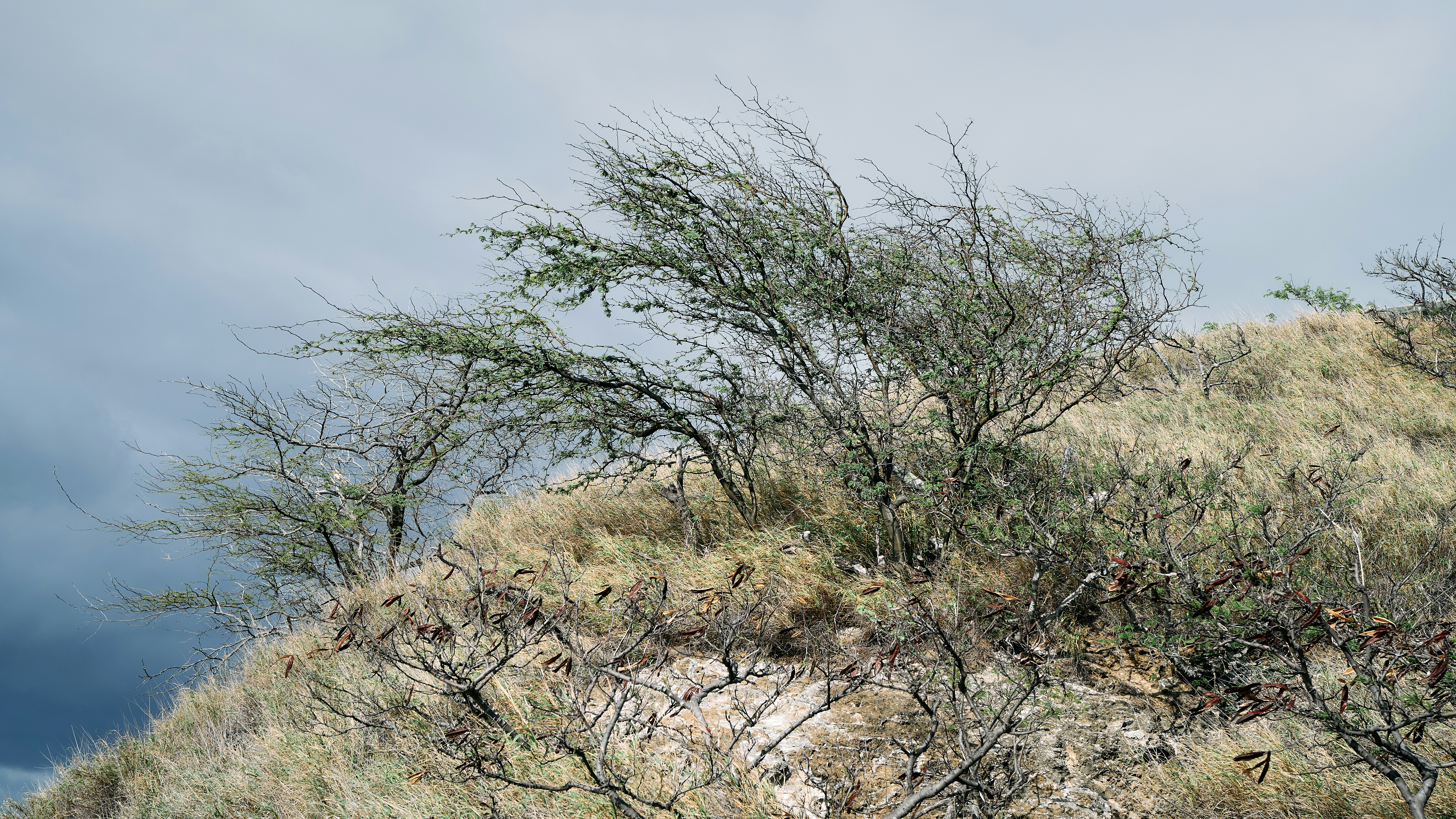 Dry brush and trees on a grassy hill.