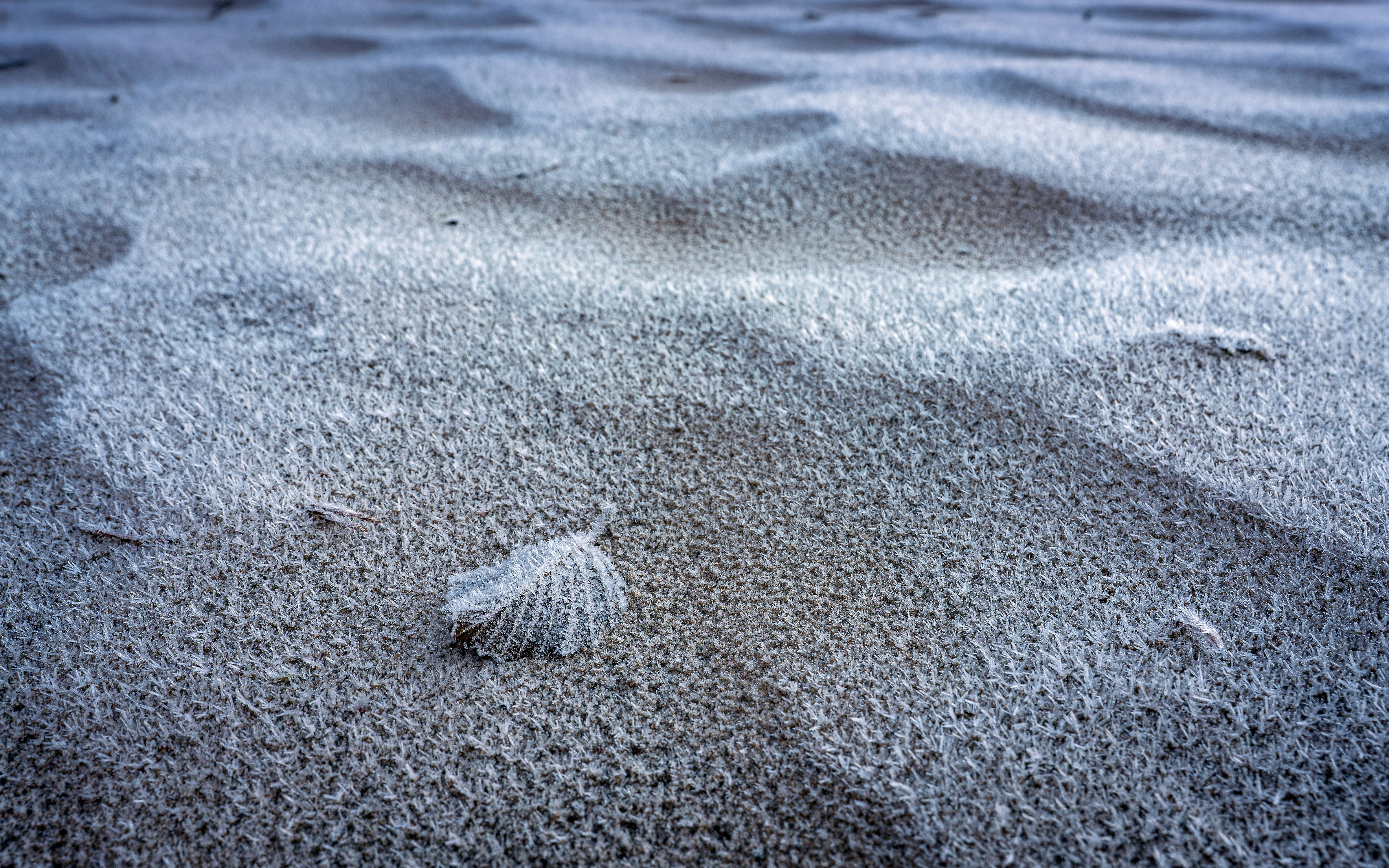 Eine einzelne Muschel ruht auf gekräuseltem Sand.