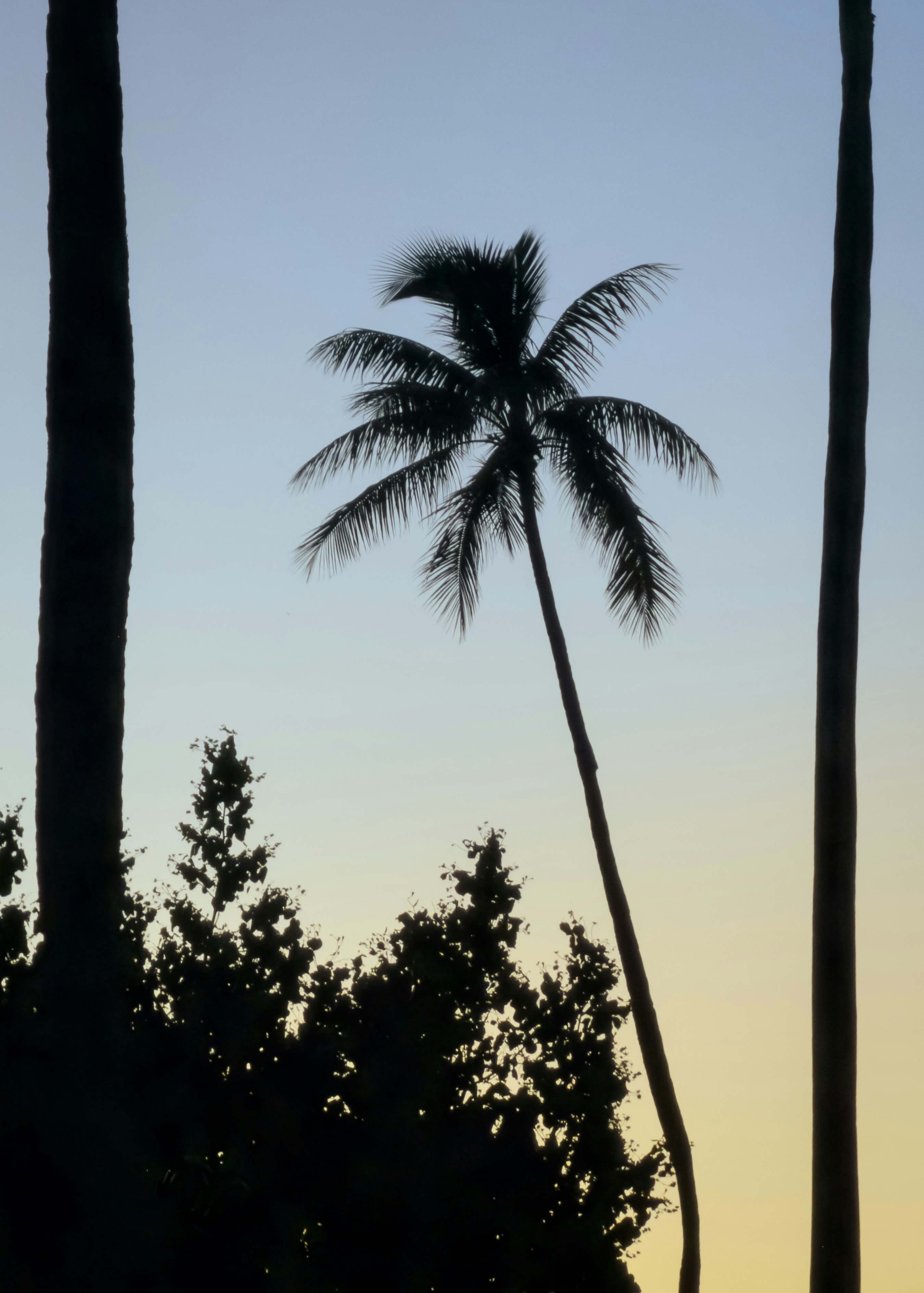 Silhouette of a palm tree against a gradient sky.