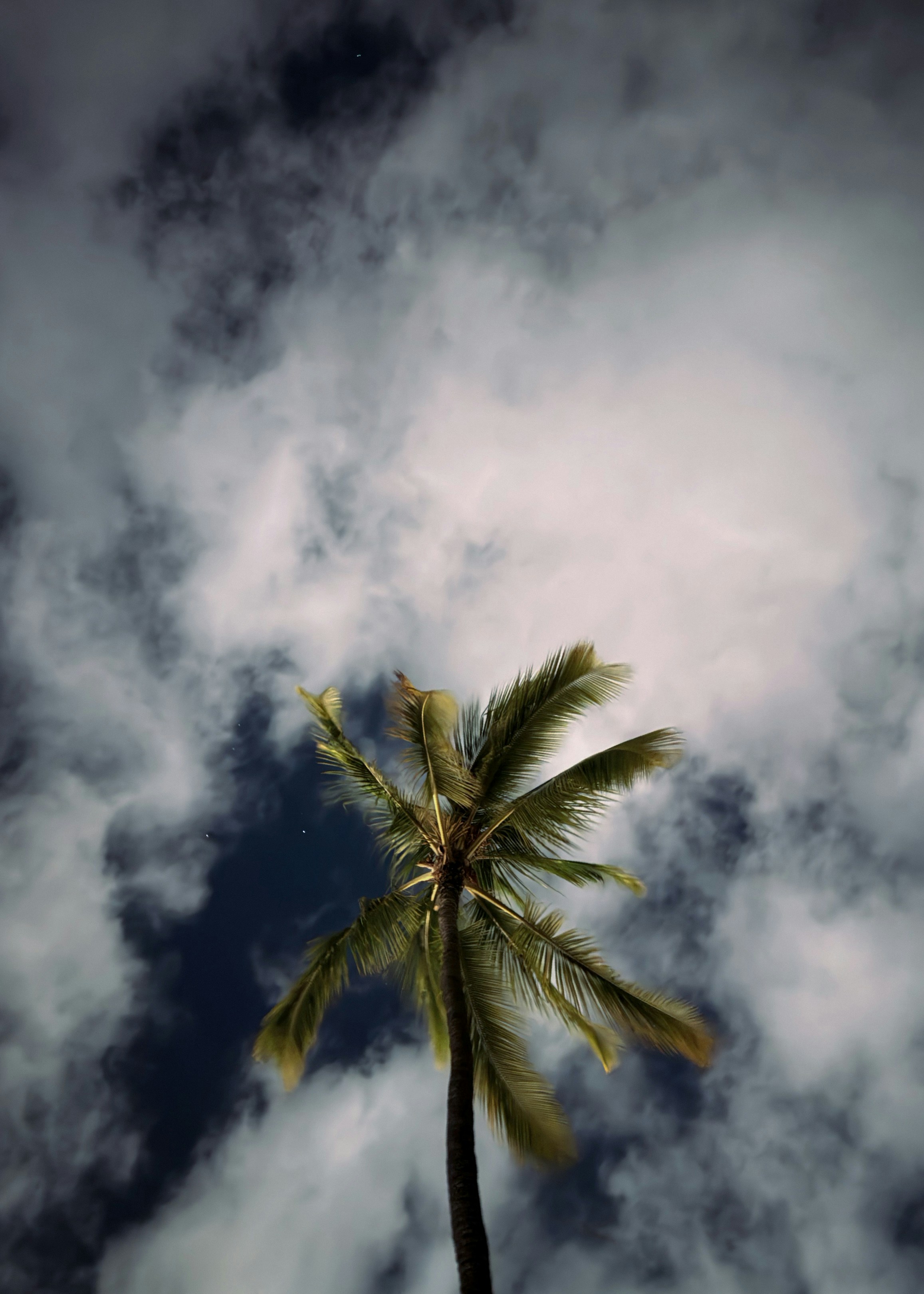 Palm tree against a cloudy night sky