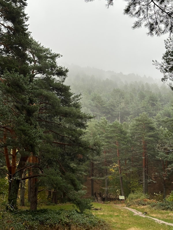 Misty pine forest trail winding through tall trees