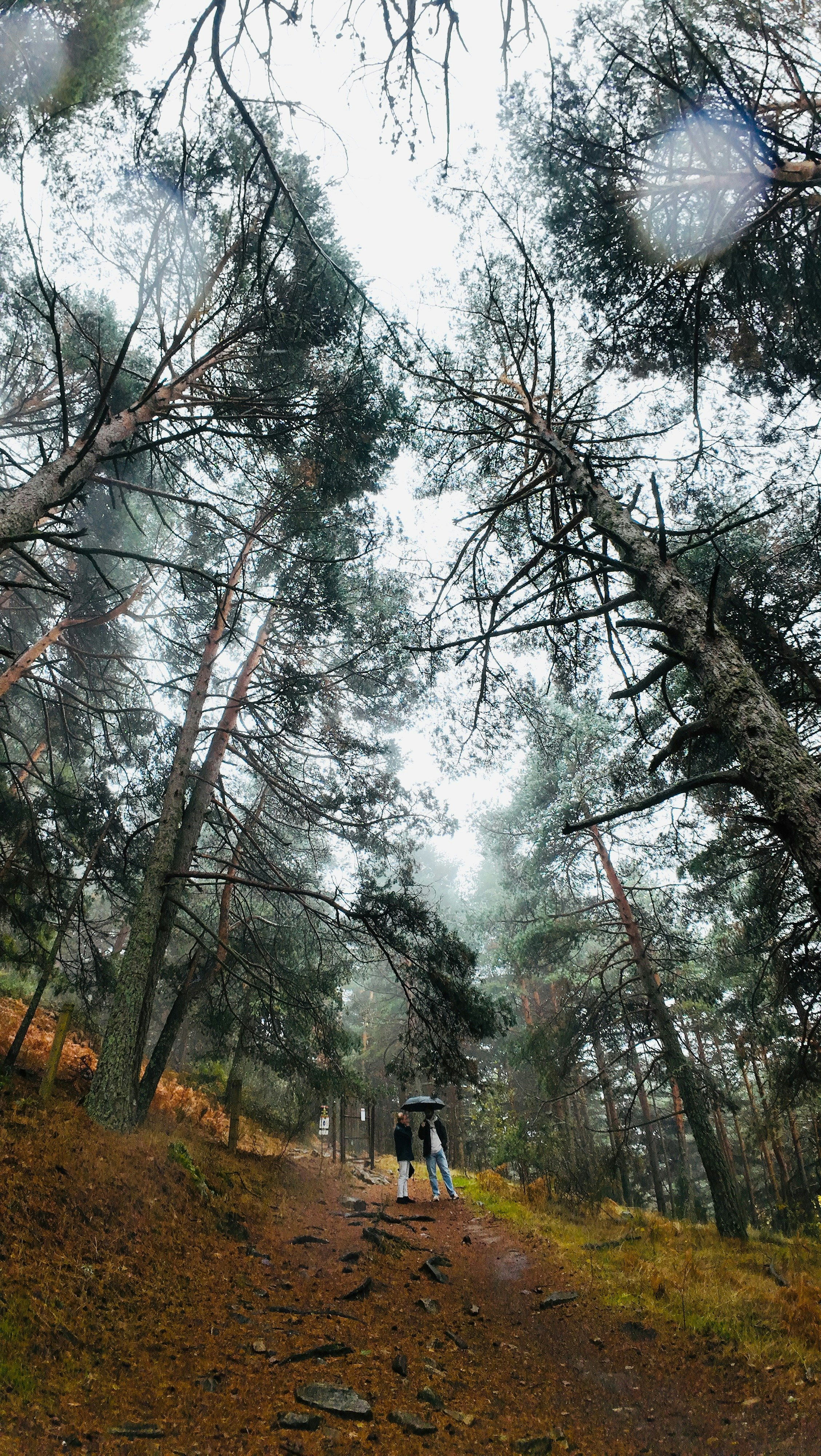 Two people stand on a misty forest path