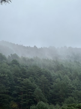 Misty evergreen forest on a cloudy day