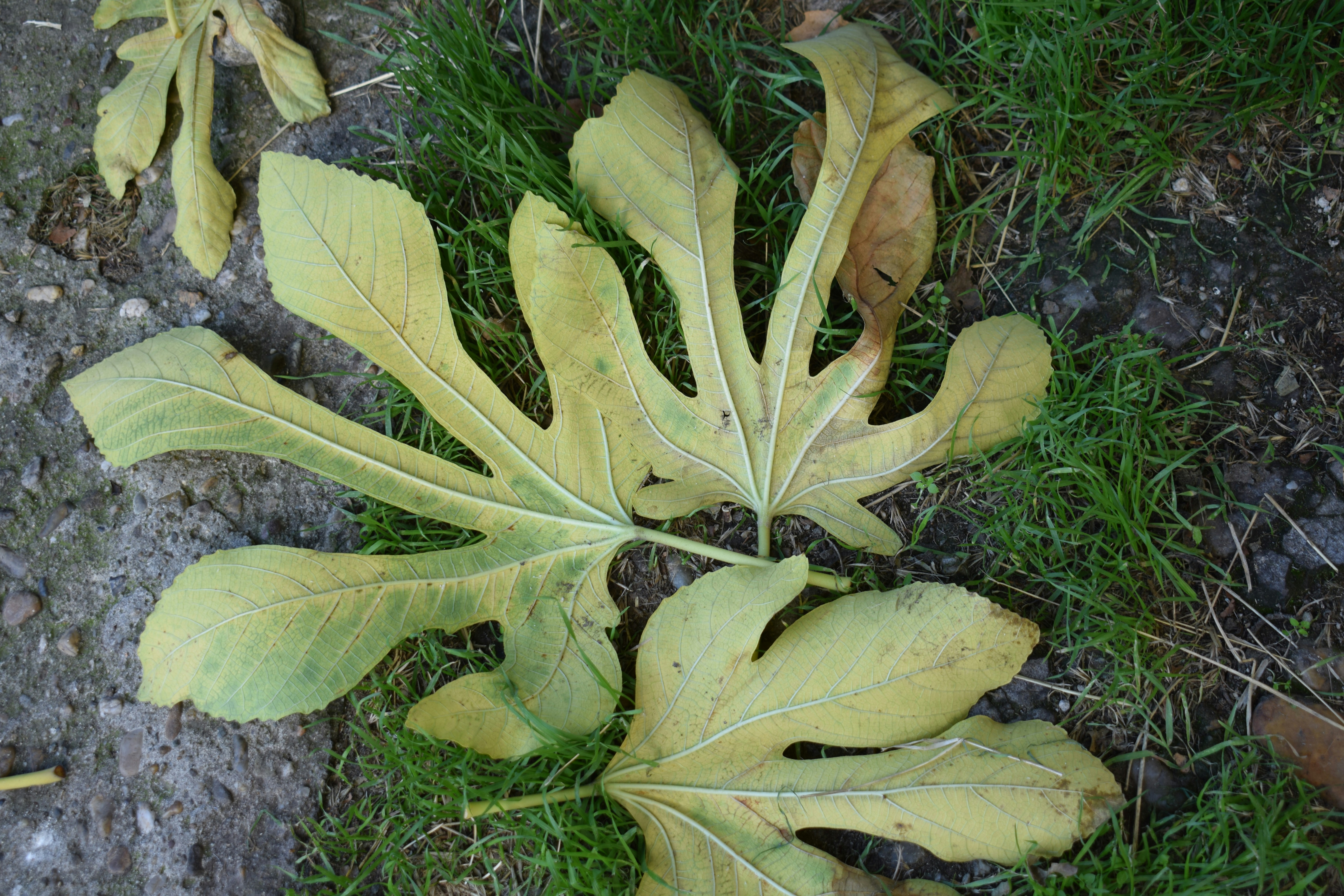 Plant Leaves with Powdery Mildew
