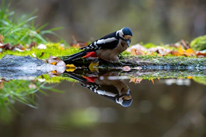 Woodpecker drinks water with reflection in autumn forest reflection