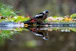 Woodpecker drinks water with reflection in autumn forest reflection