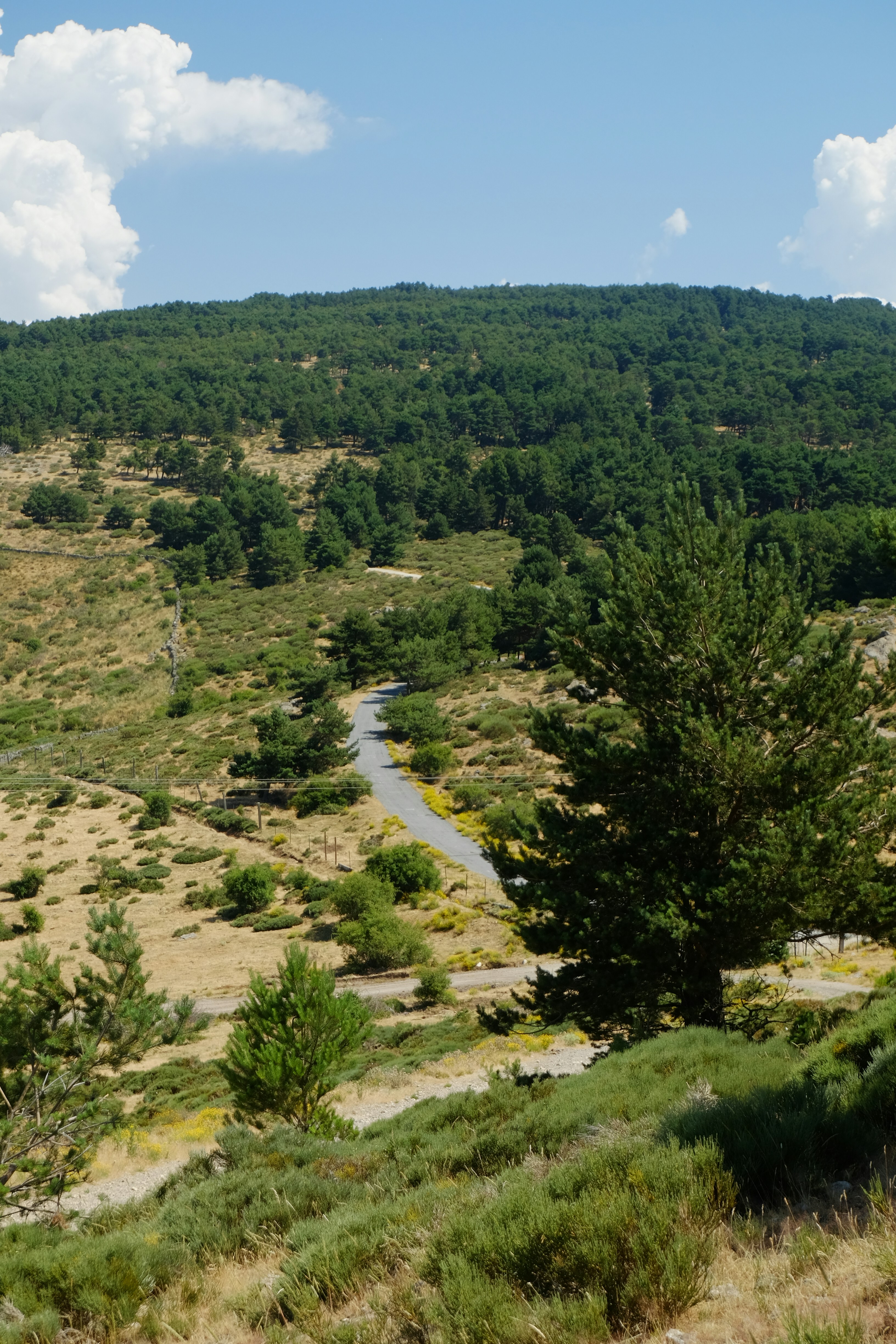 Kurvenreiche Straße durch eine grün bewaldete Berglandschaft.