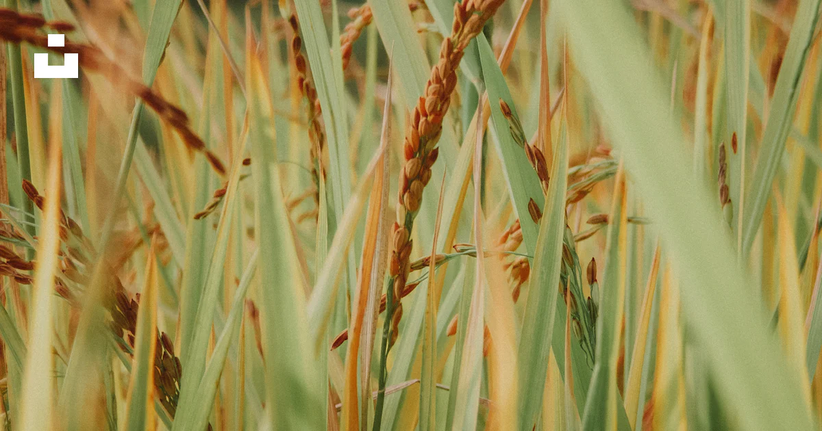 Mon Rice Stalks Close-up of ripe rice stalks in a field. photo – Free Green Image on ...