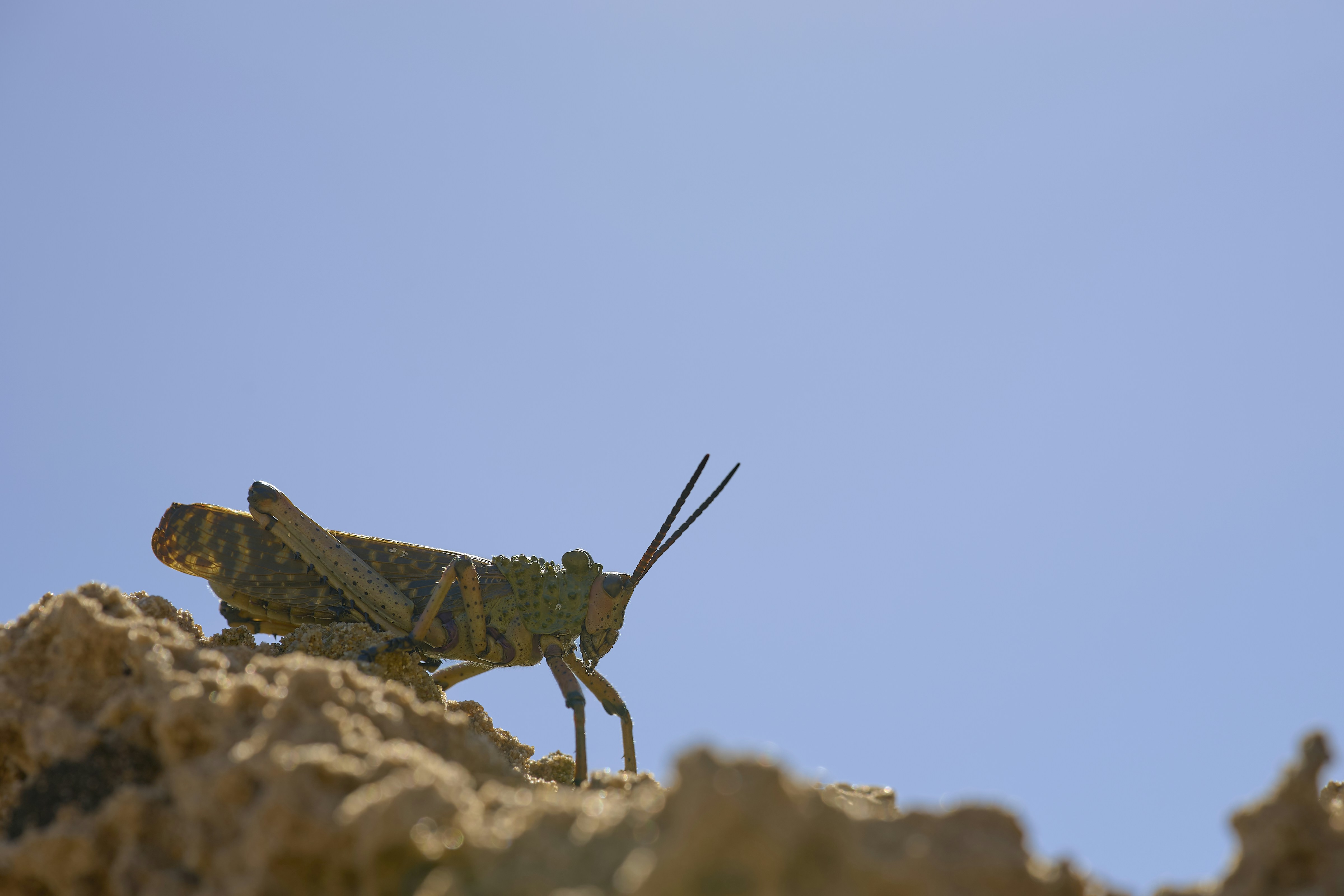 Photo by wolfgang_hasselmann