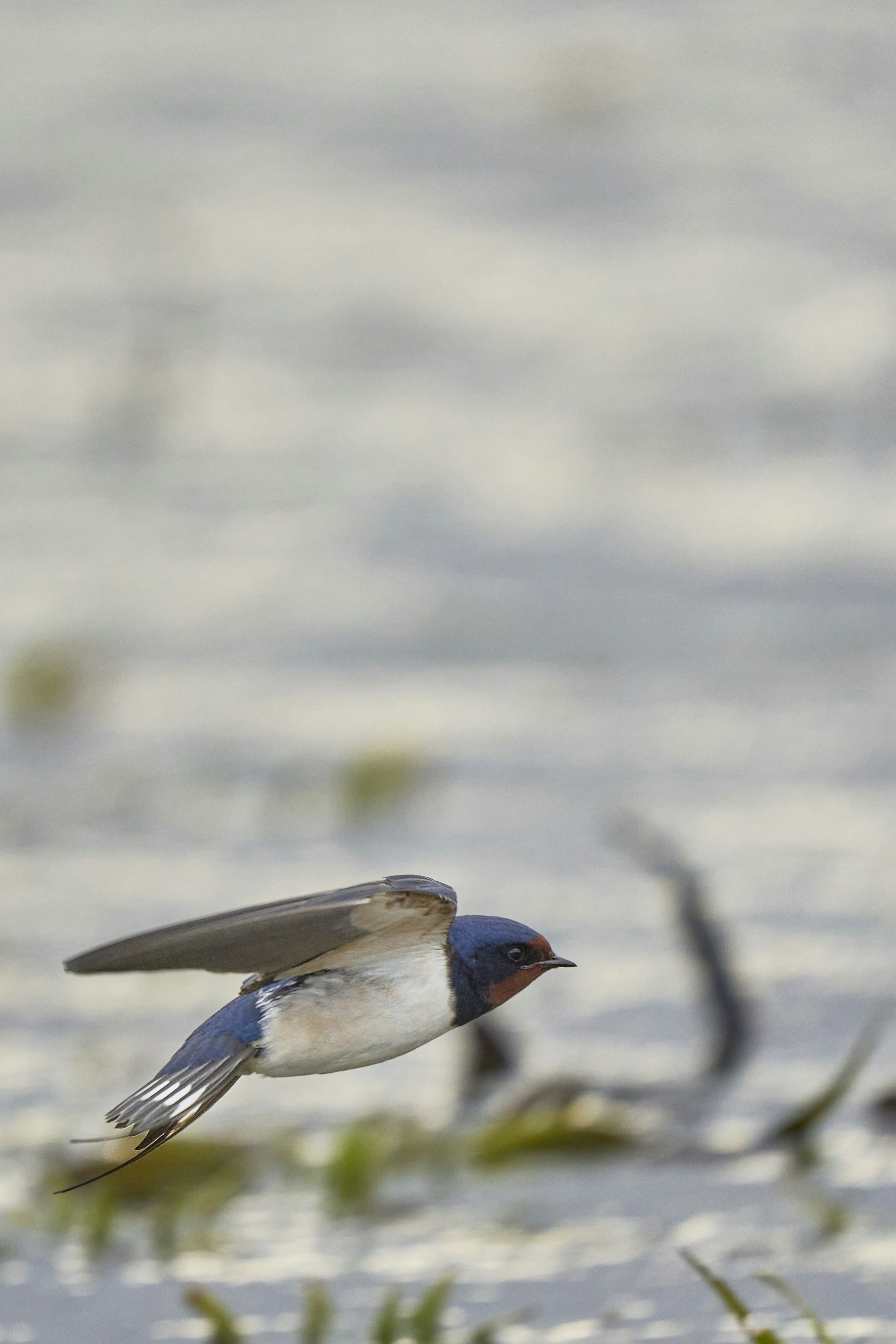 Photo by wolfgang_hasselmann