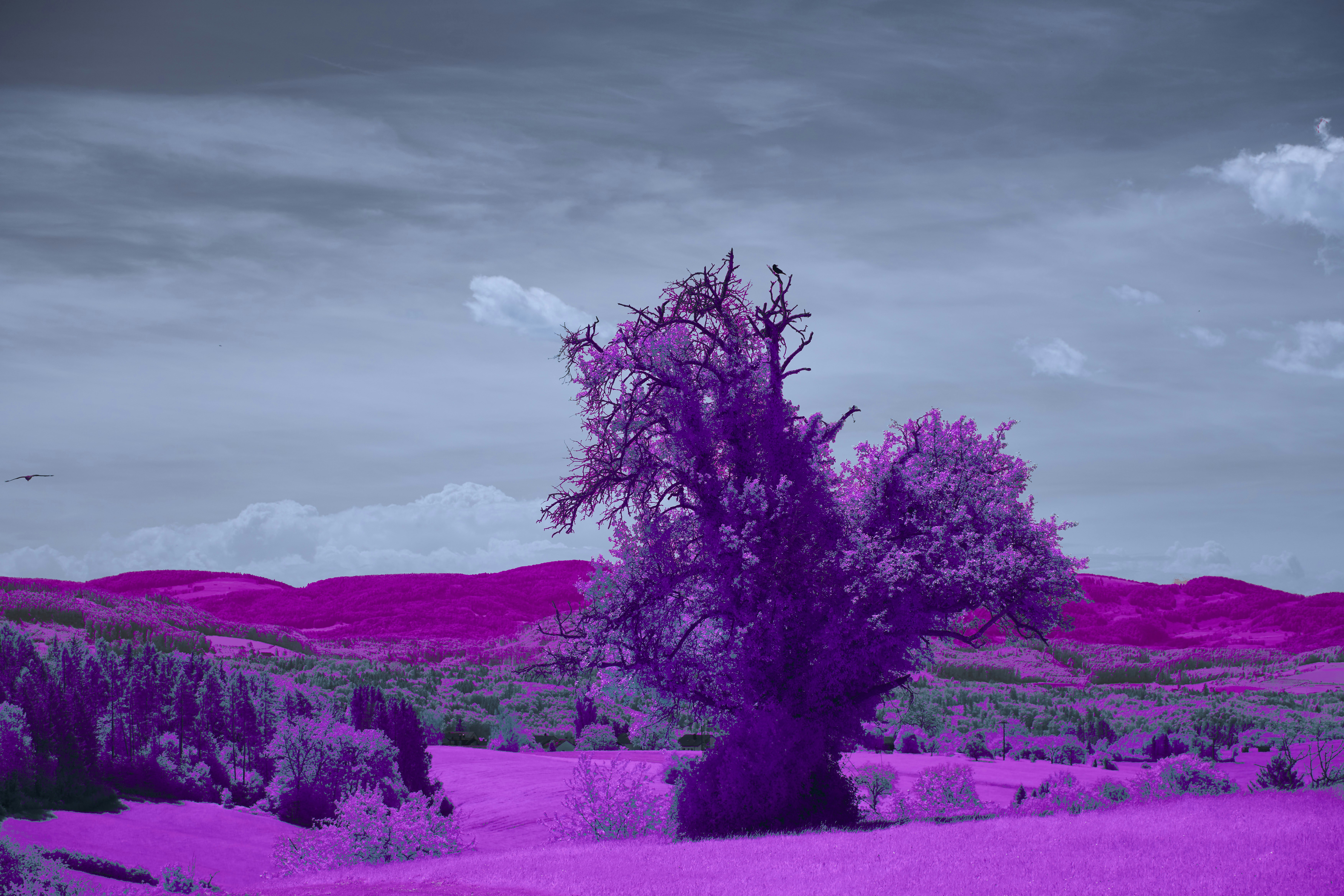 Photo by wolfgang_hasselmann