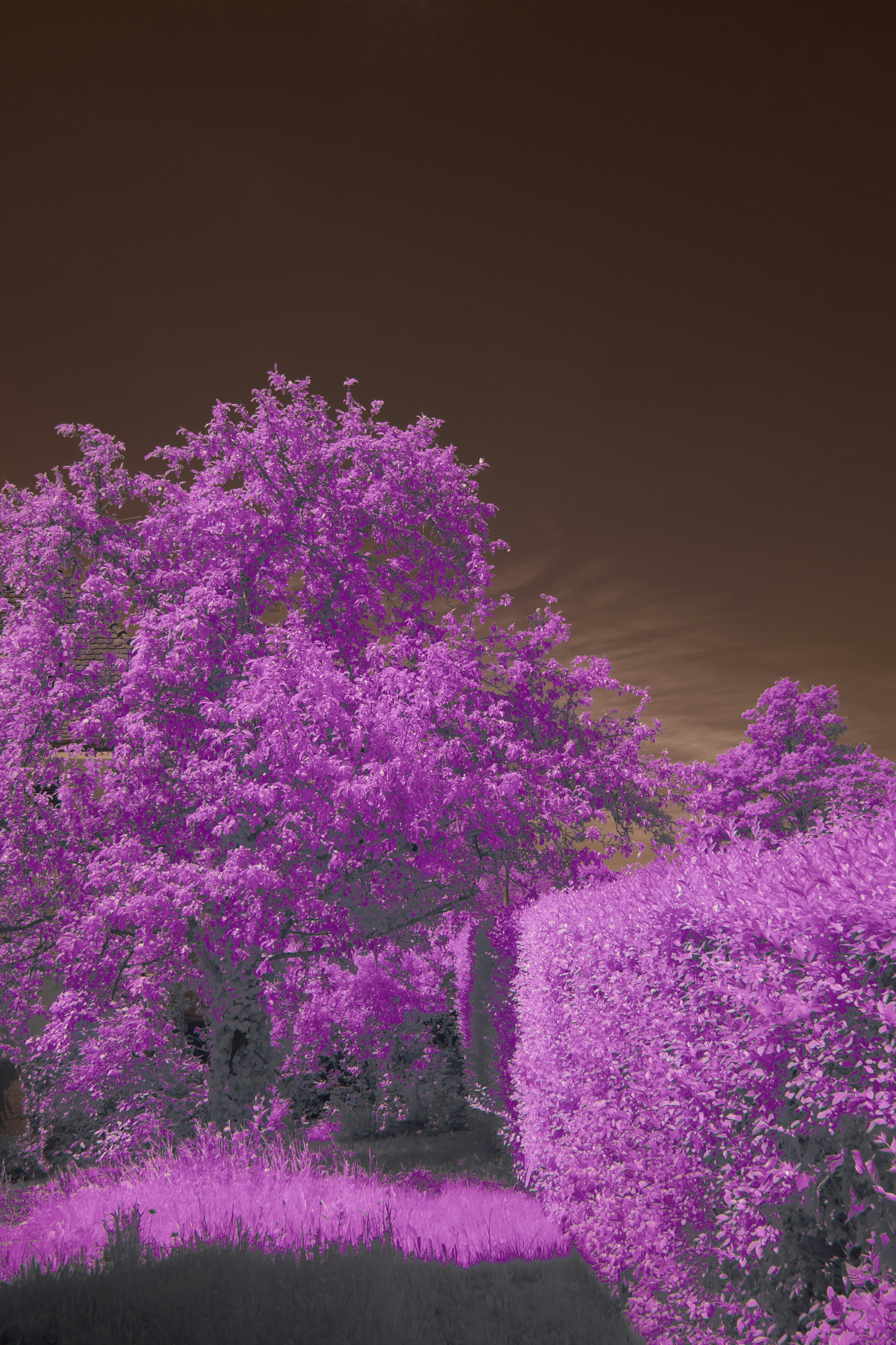Vibrant pink trees and bushes against dark sky