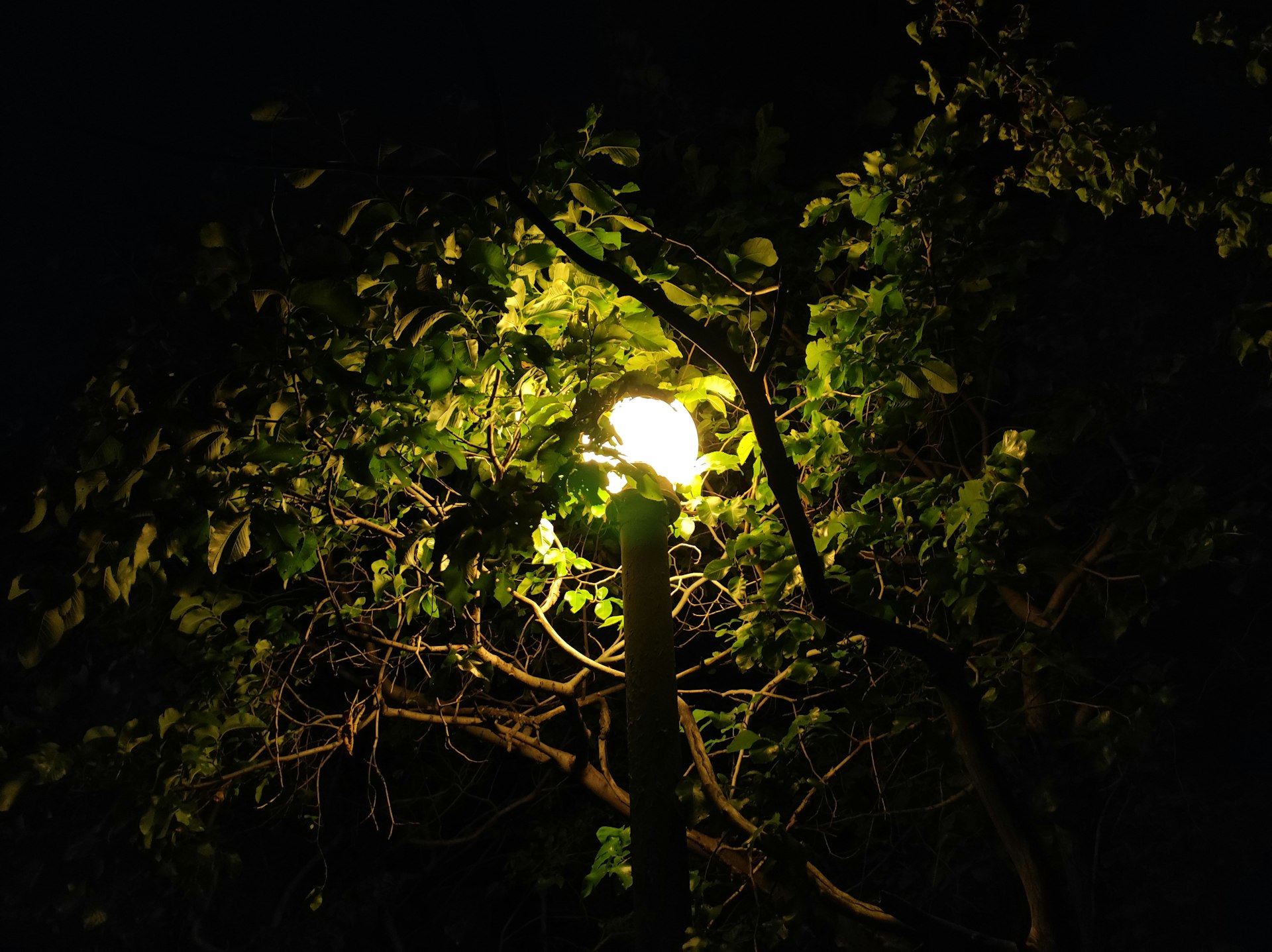A street lamp illuminates leaves at night.