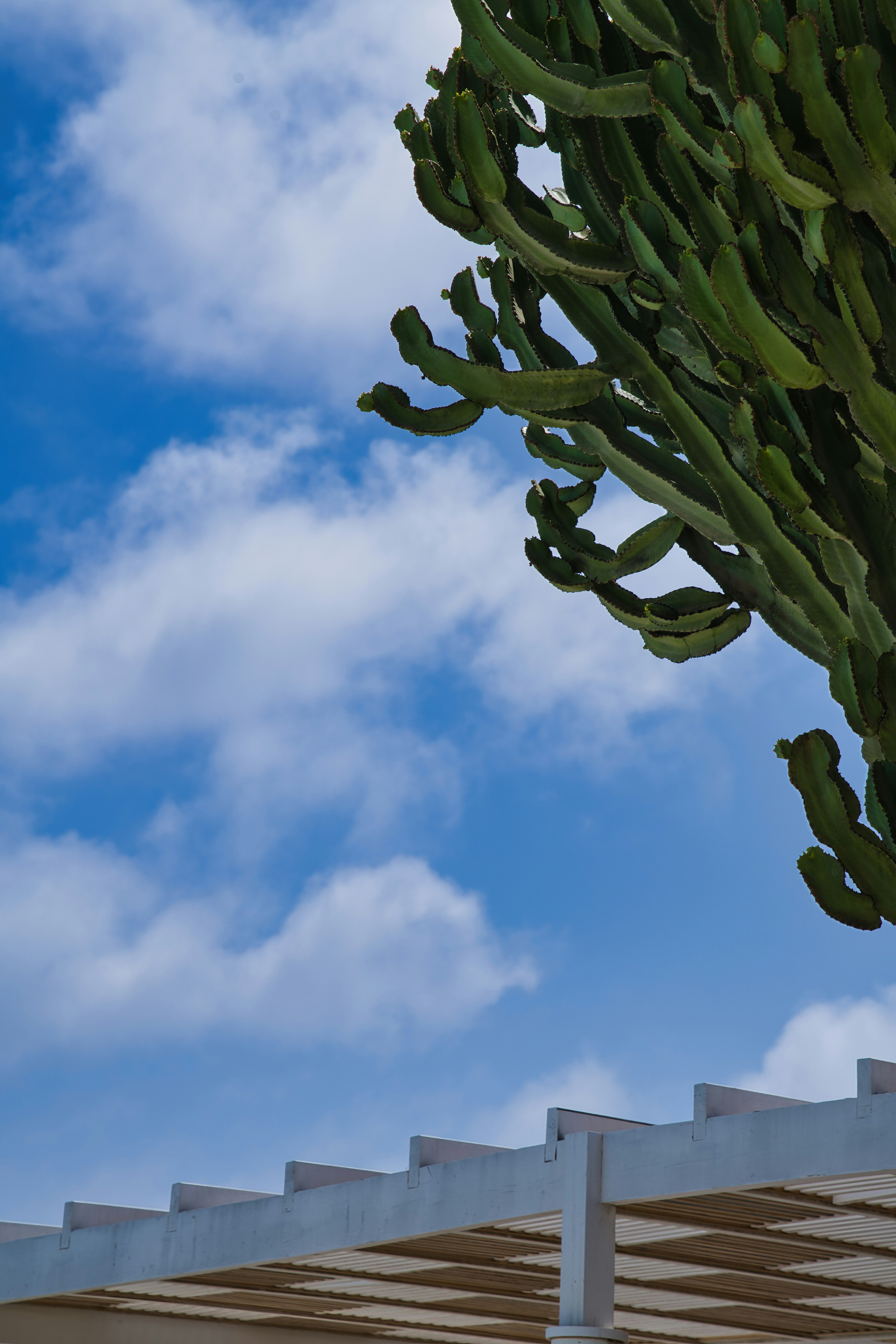 Green cactus branches against a blue sky