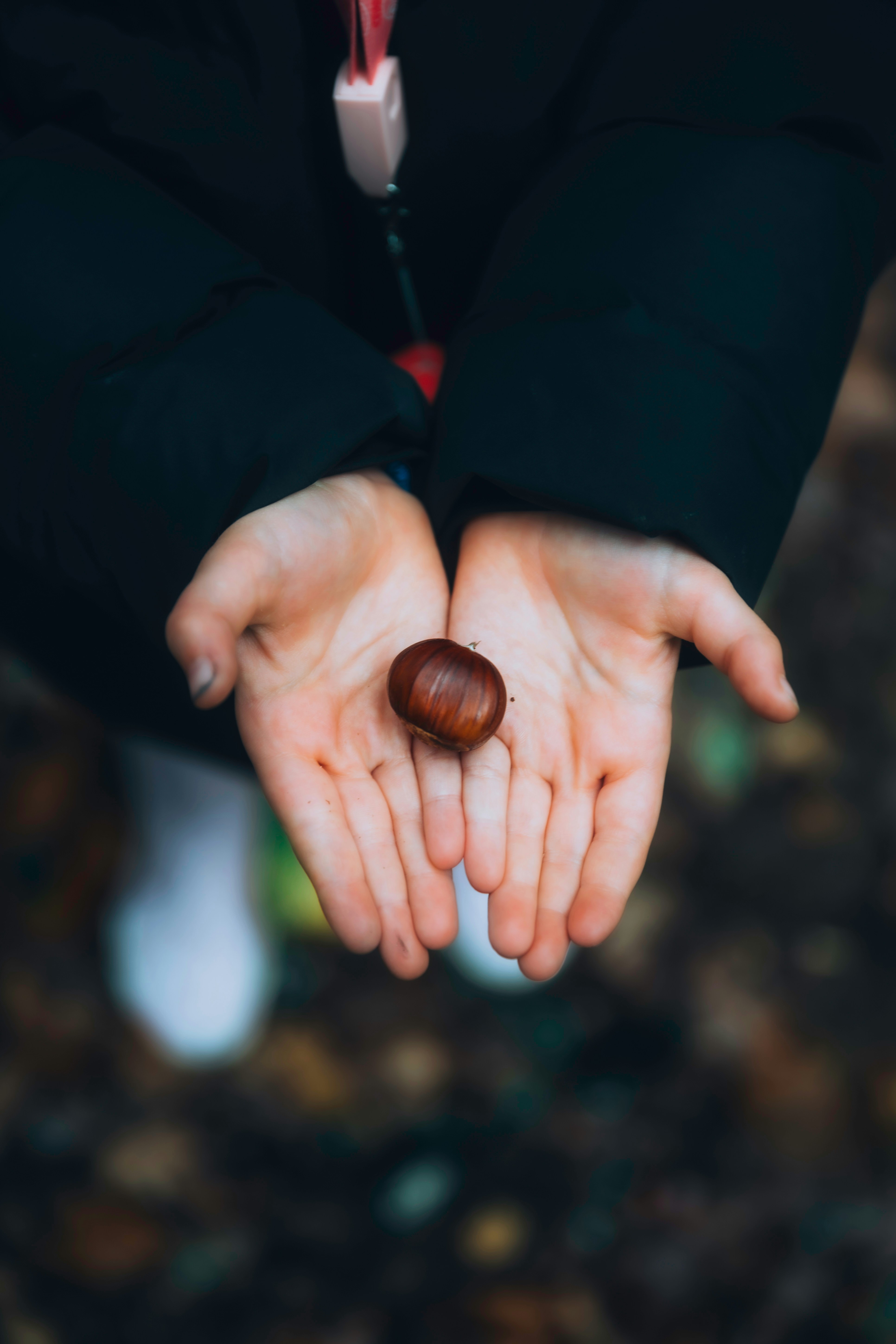 L’enfant tient une seule châtaigne dans ses mains en coupe.
