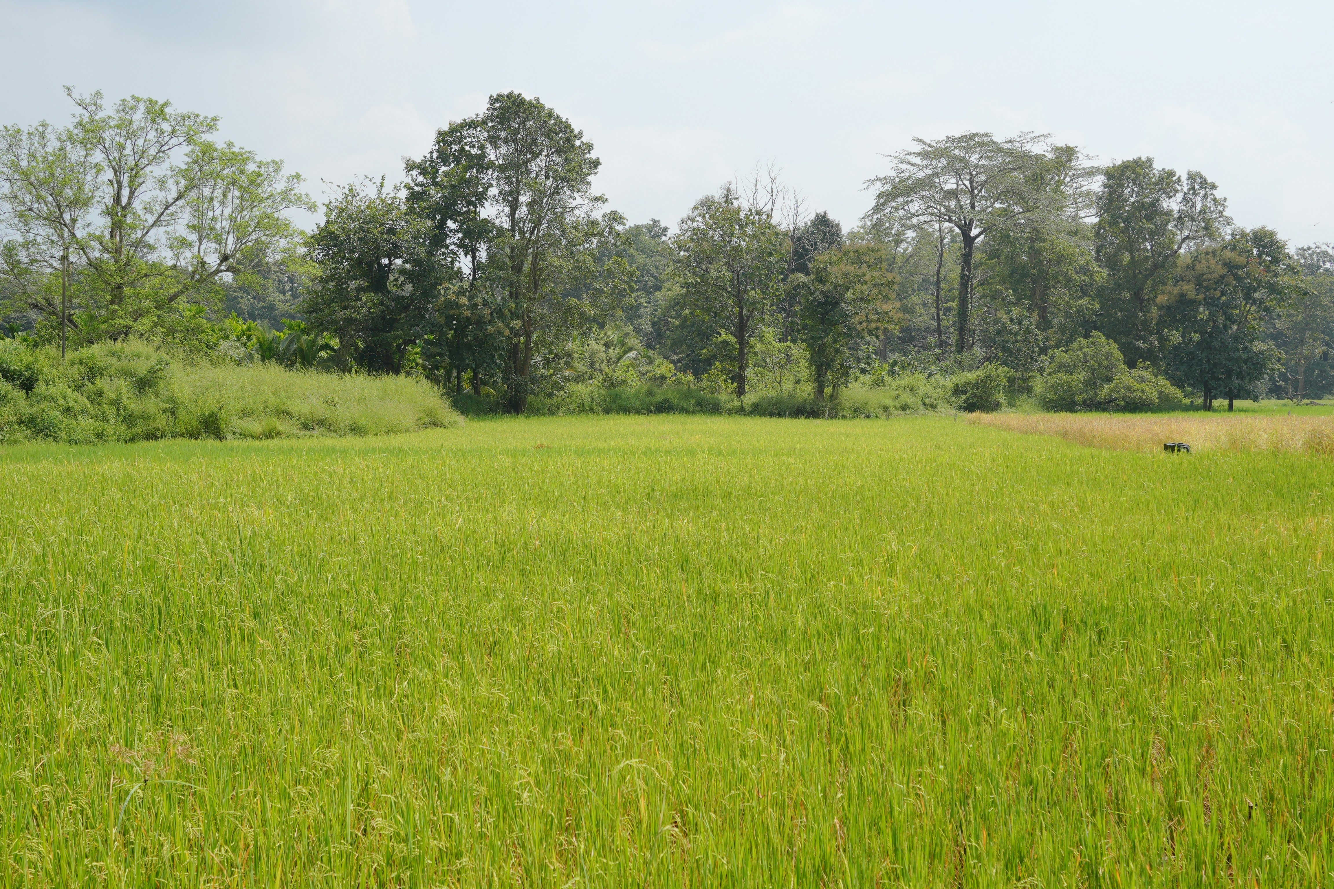 Implementing Sustainable Practices in Production