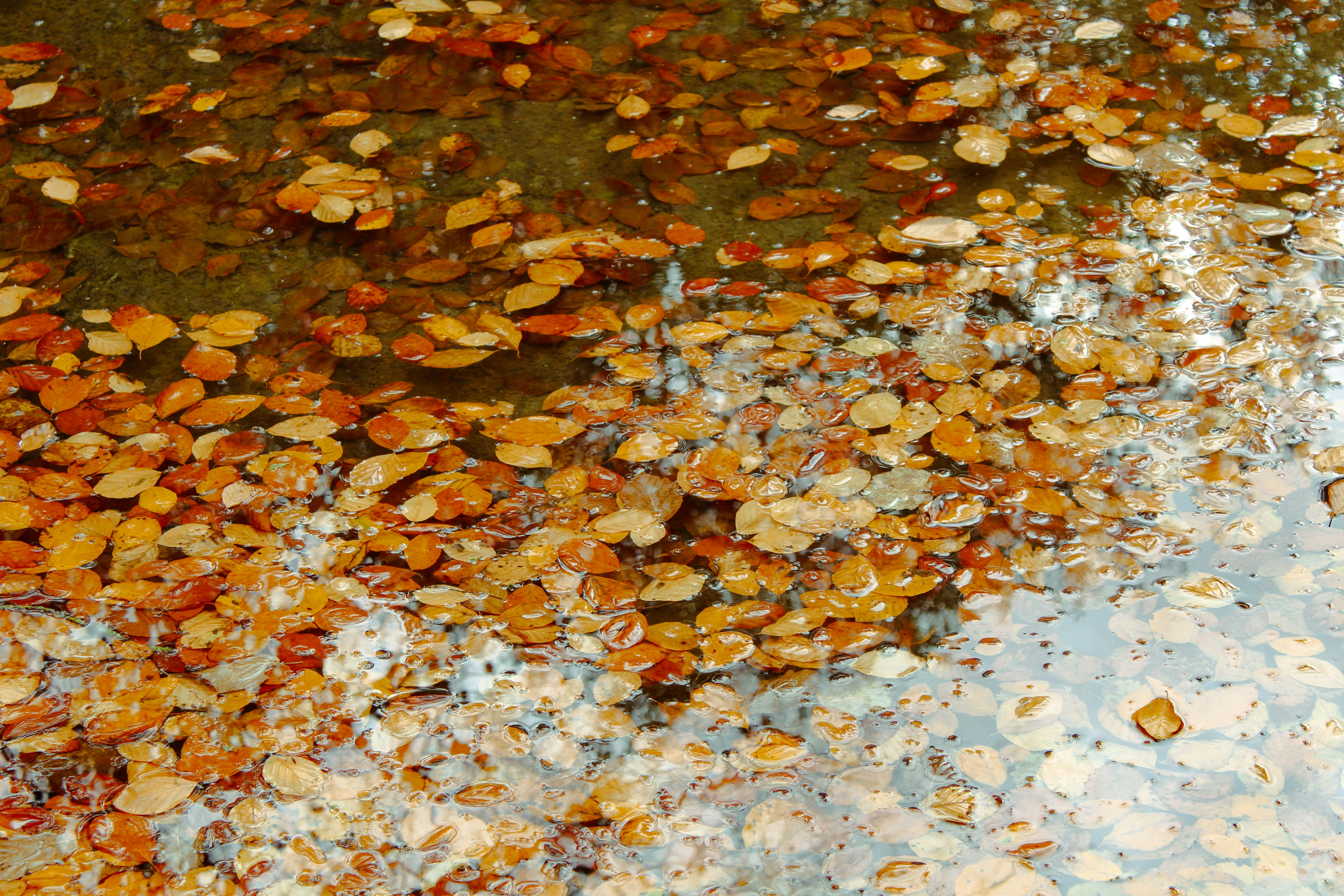Autumn leaves floating on the water's surface.