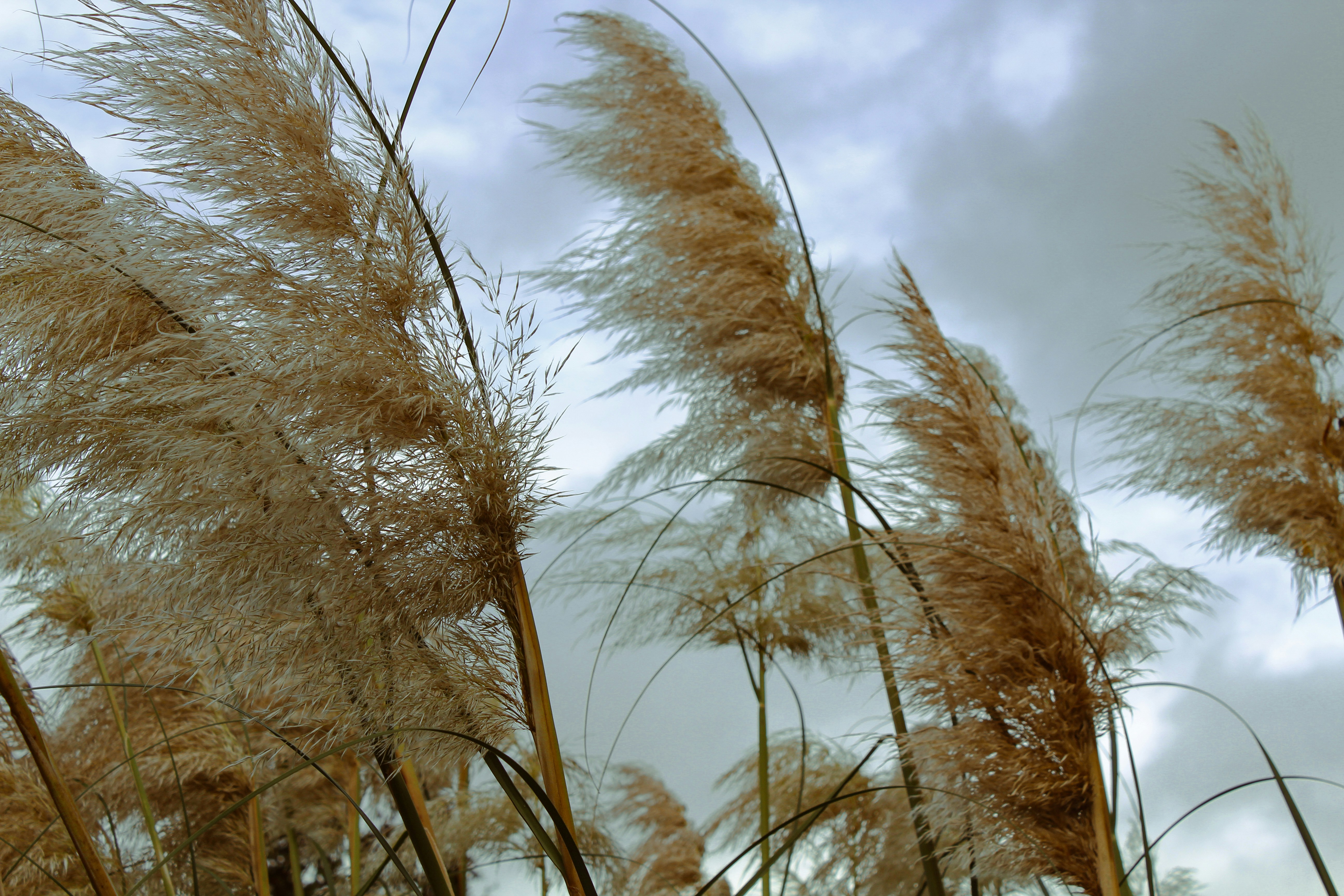 Tall pampas grass blowing in the wind